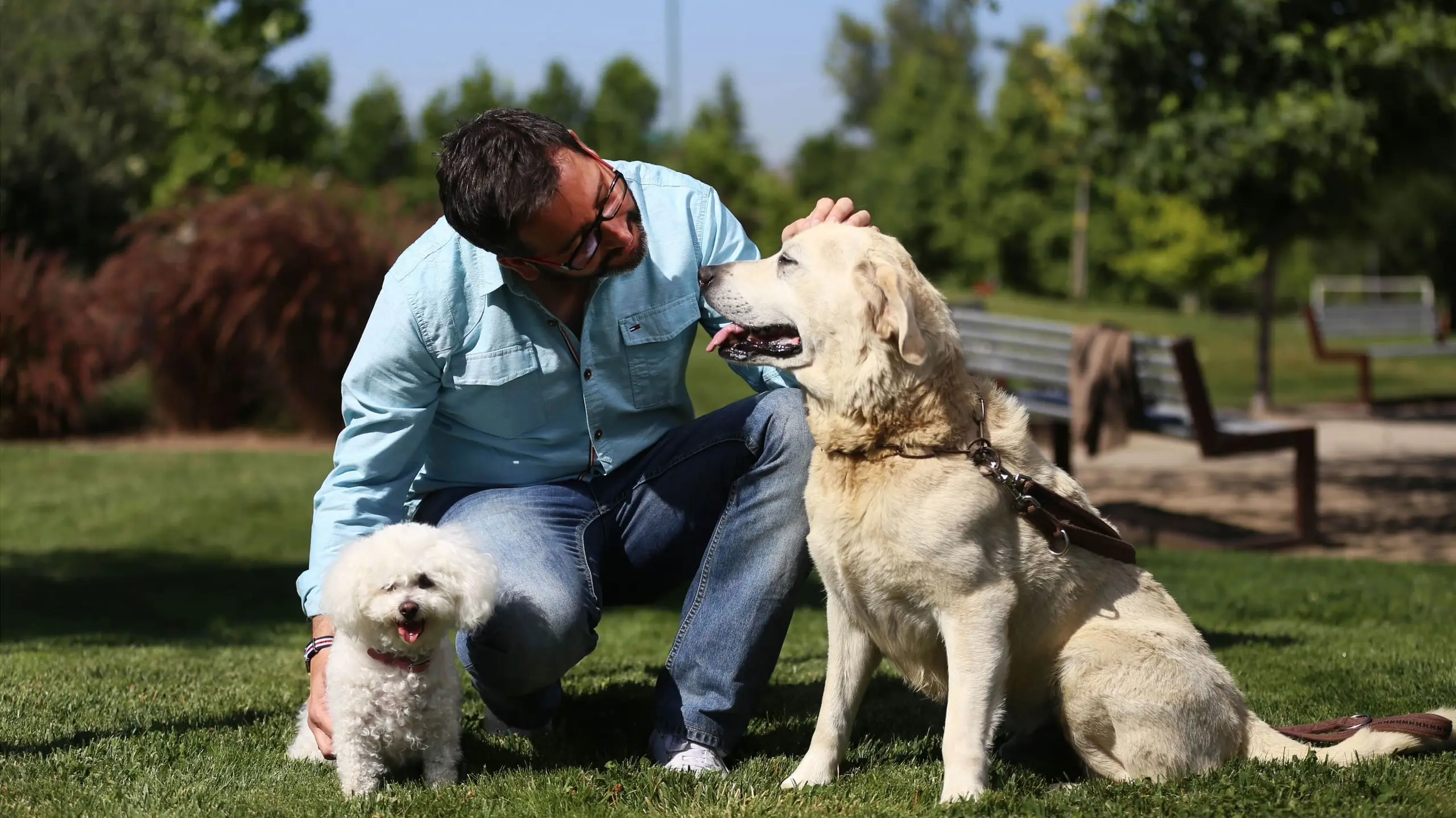 Amores perros