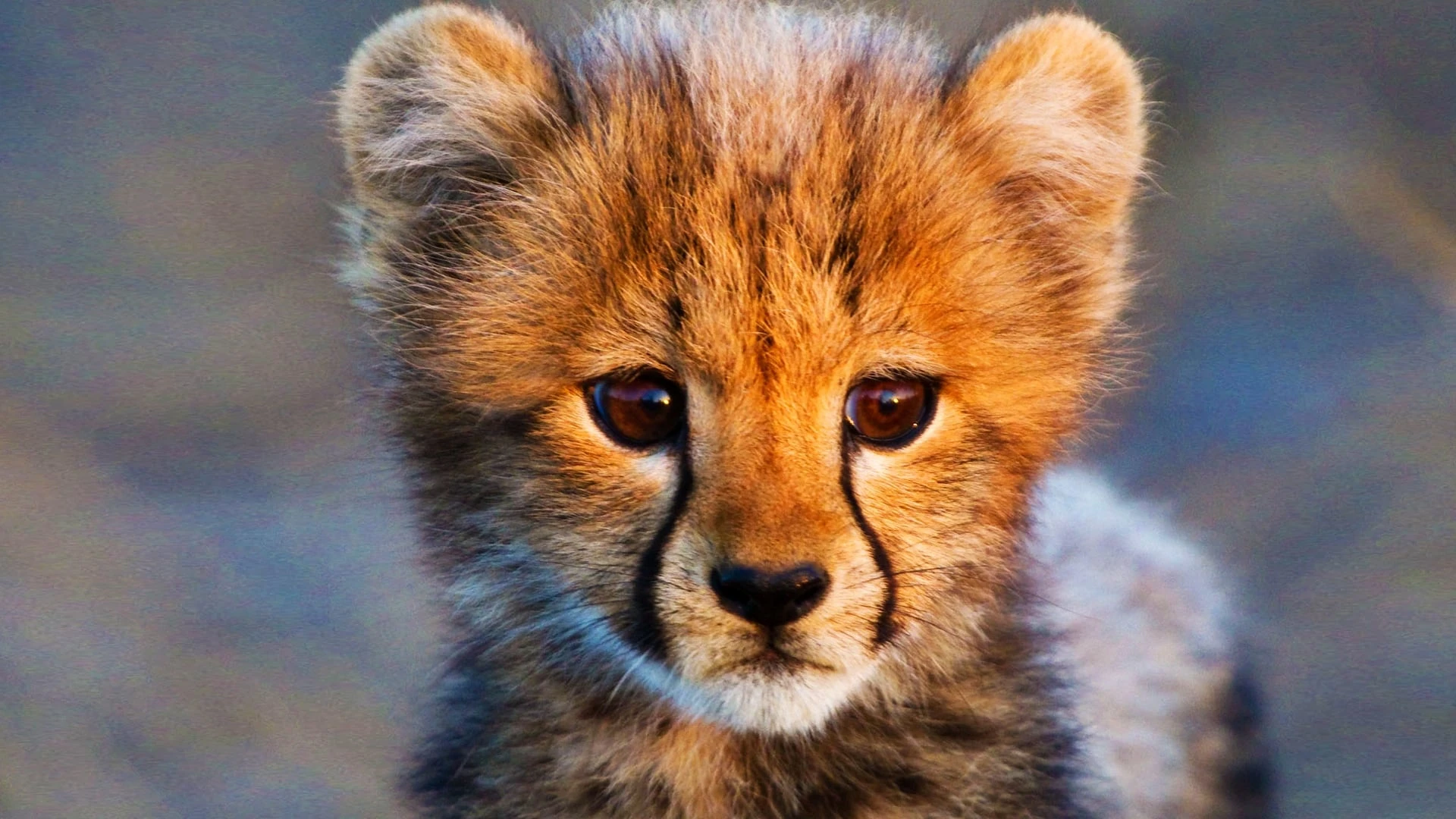 Wilde Tierbabies
