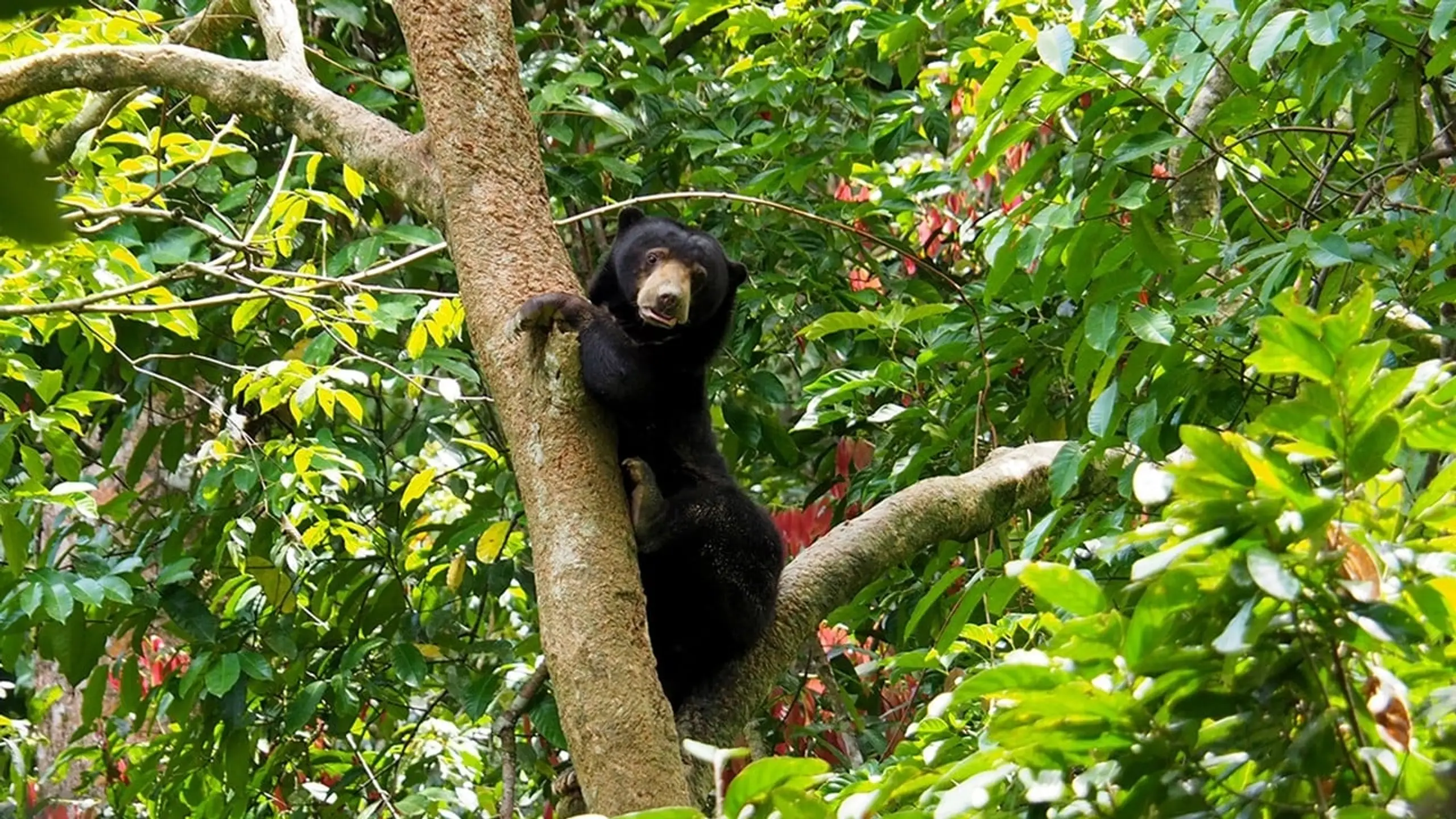 Borneo - Faszination Asien