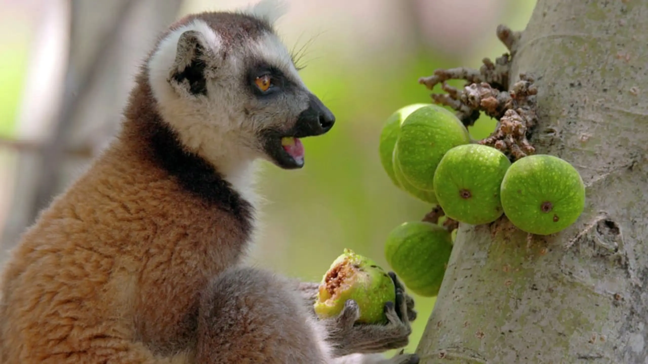 Biodiversité : les sanctuaires de l'espoir