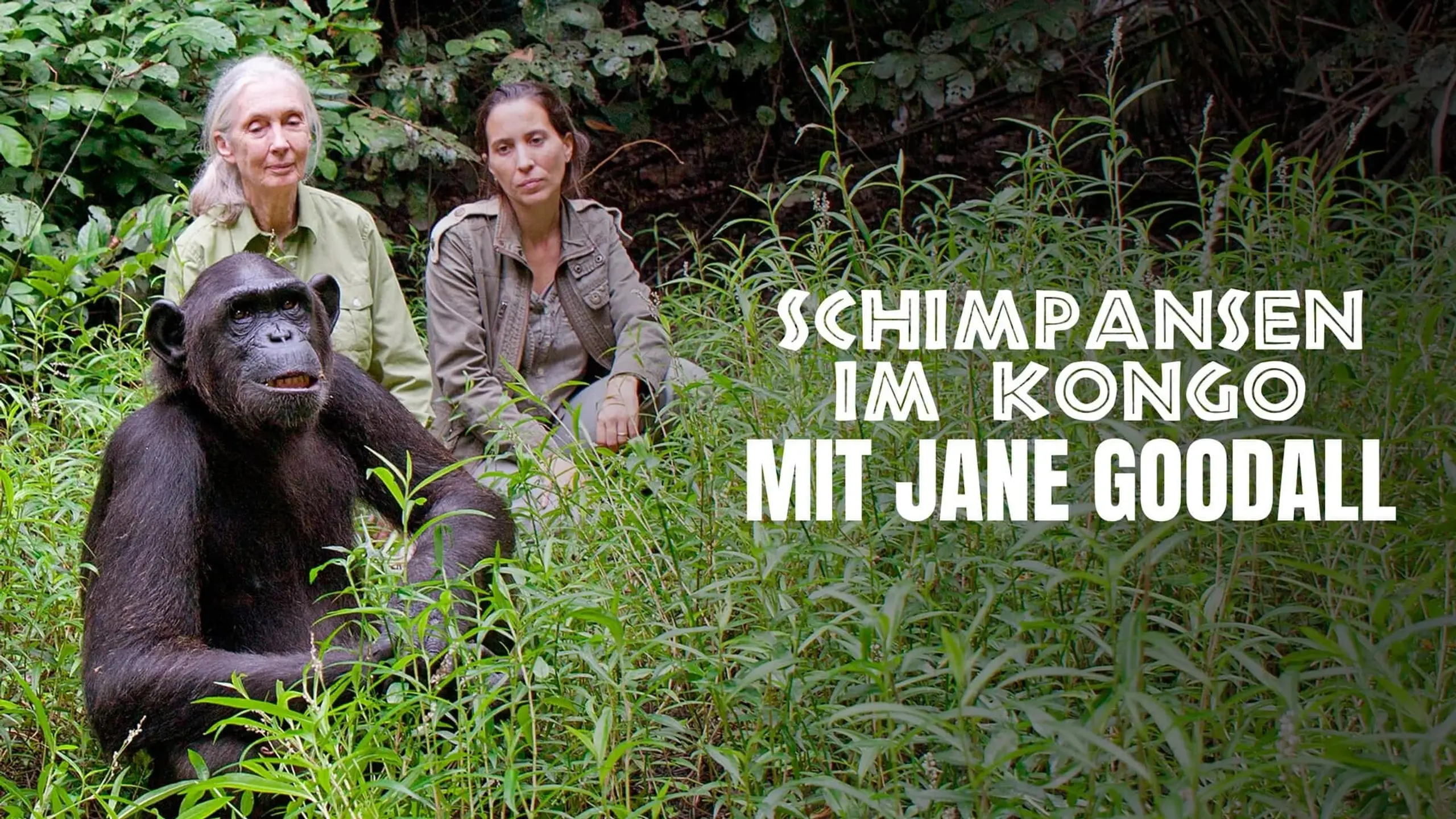 Schimpansen im Kongo mit Jane Goodall