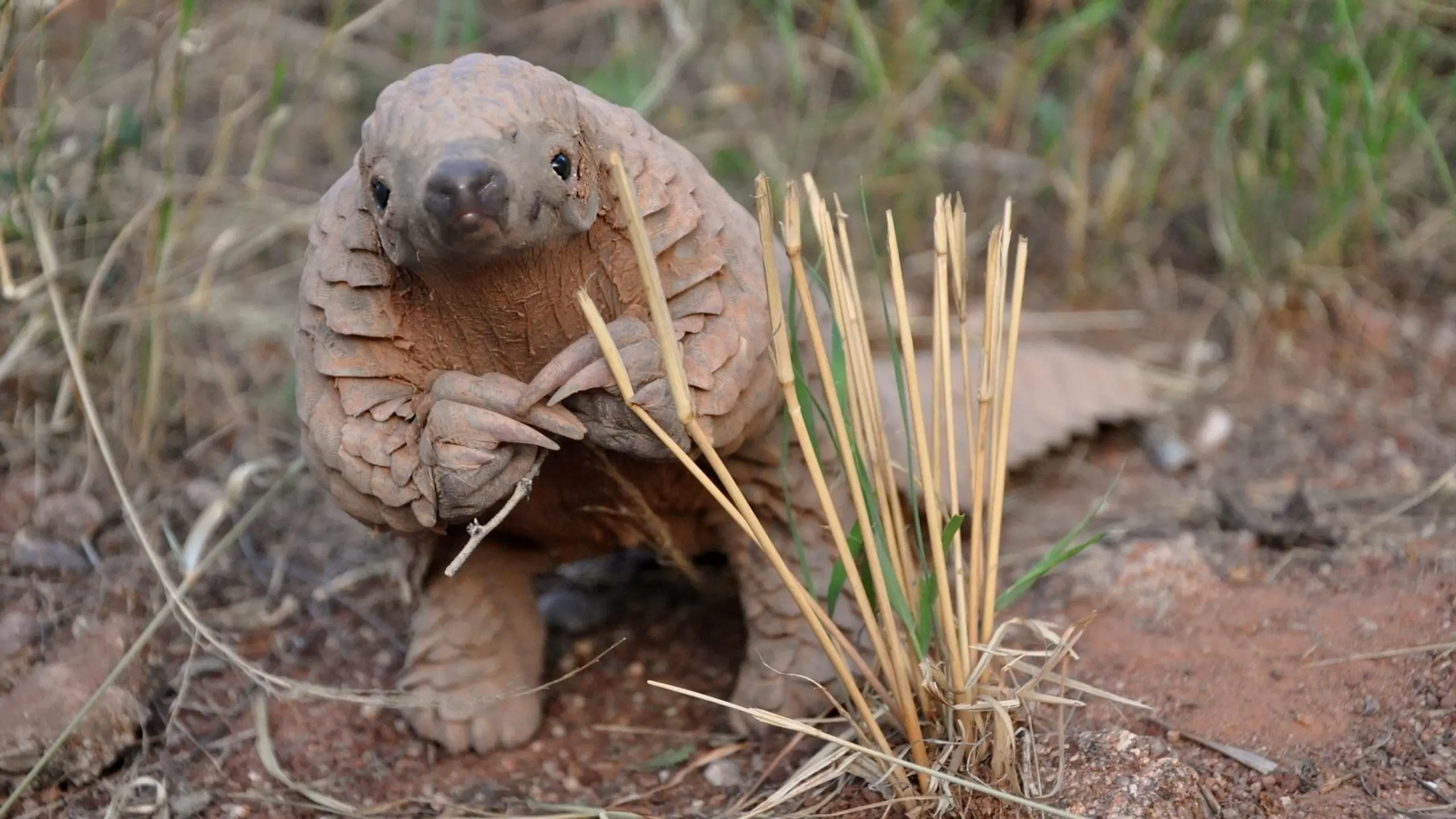 World's Greatest Animal Encounters