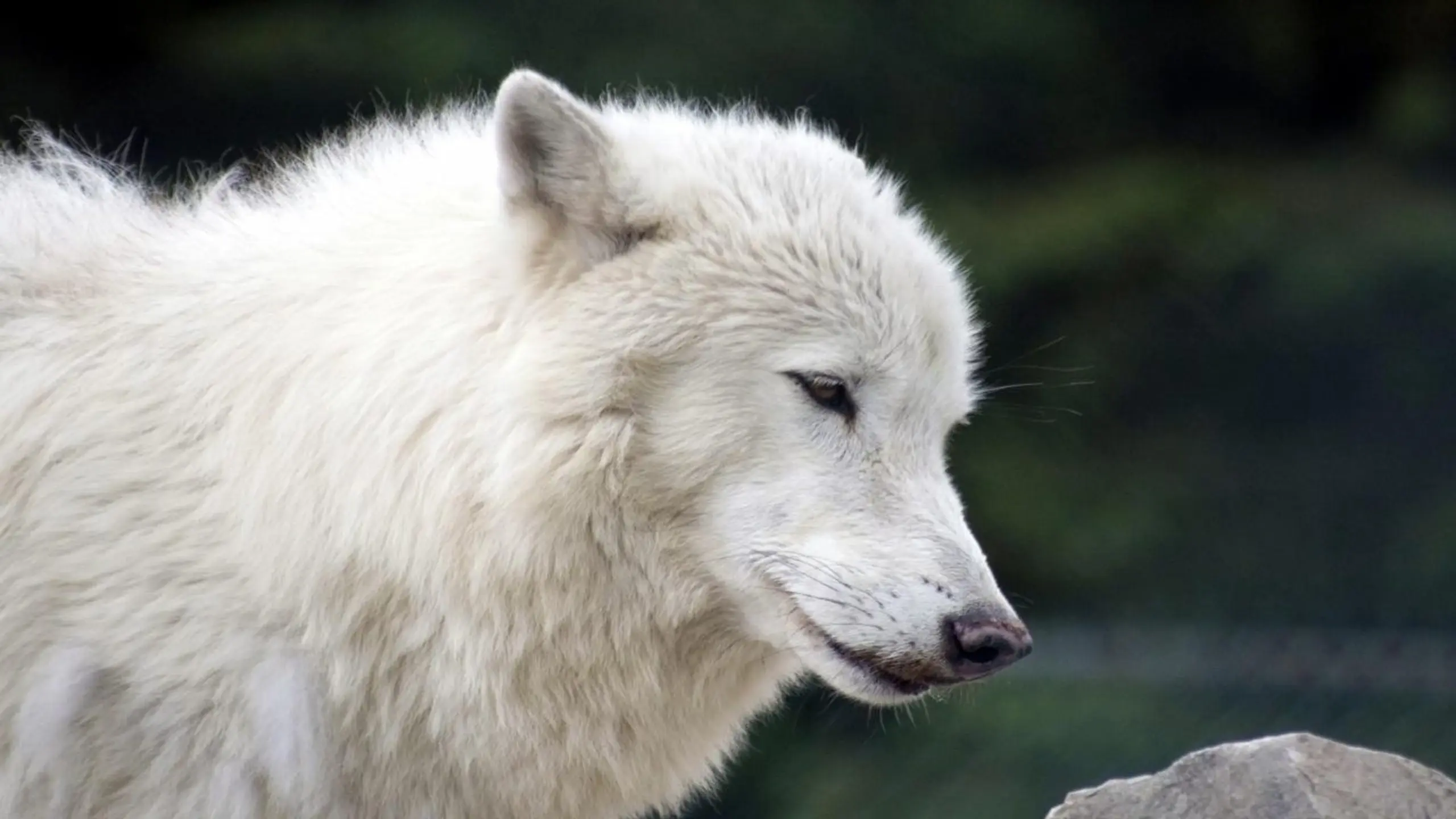 White Wolves - Verloren in der Wildnis