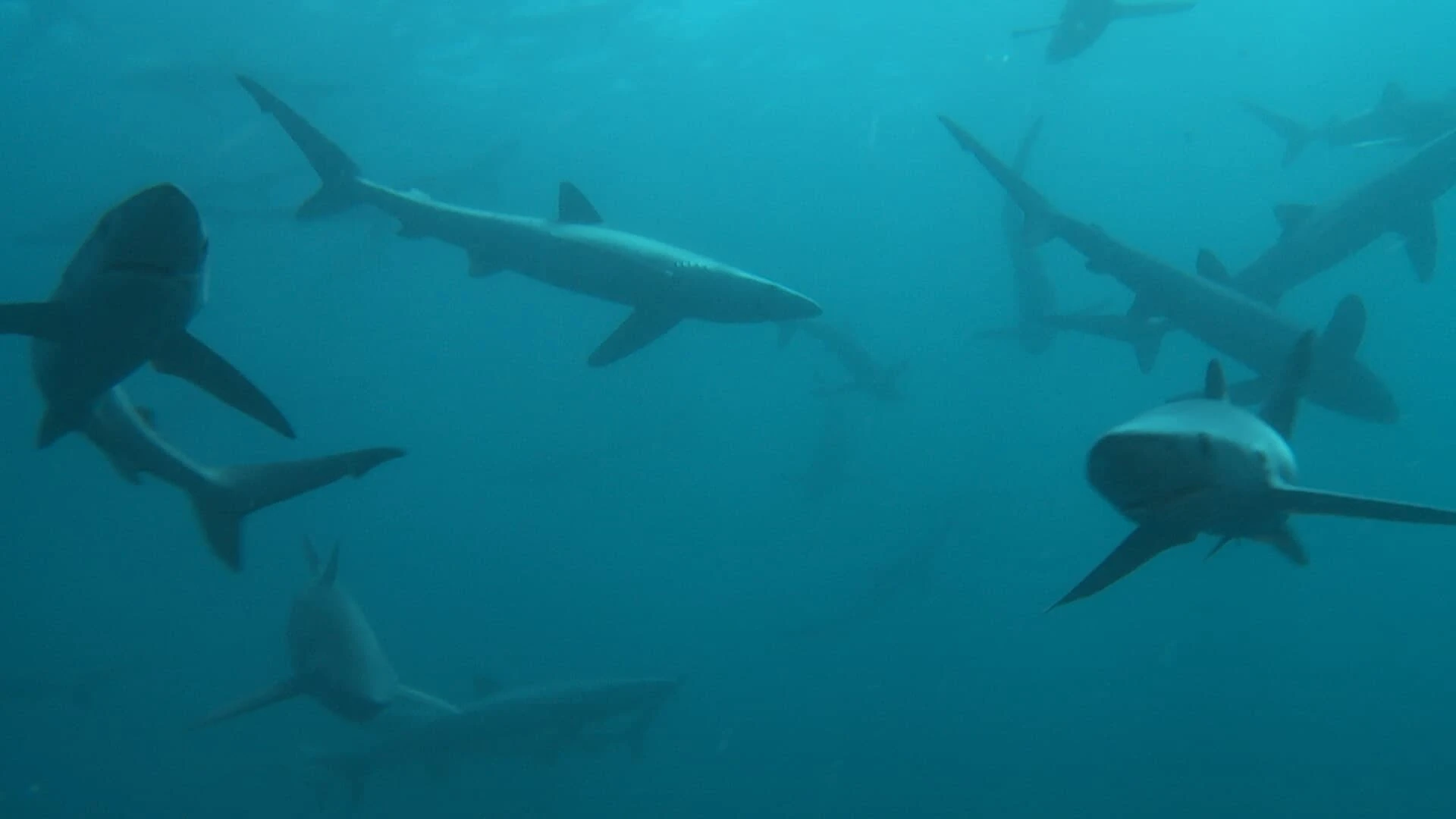 Britain's Whales and Sharks