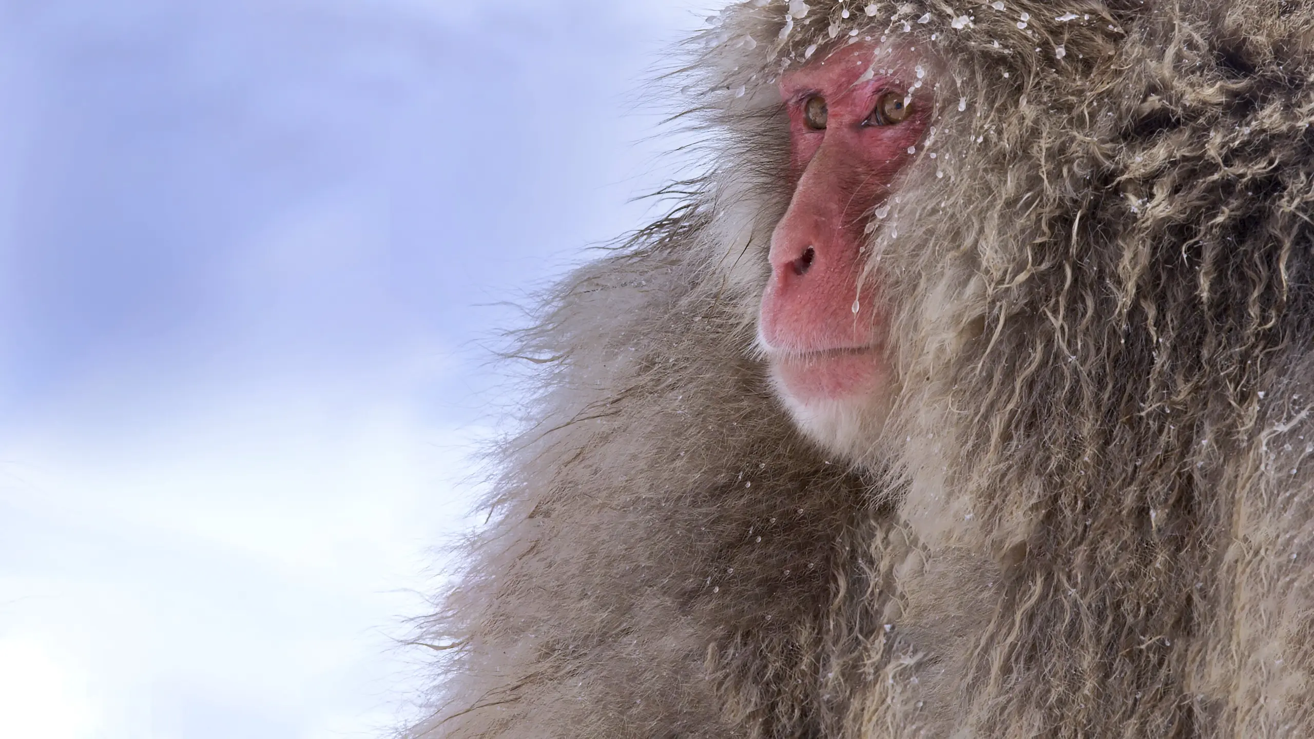 Wildes Japan: Schneeaffen