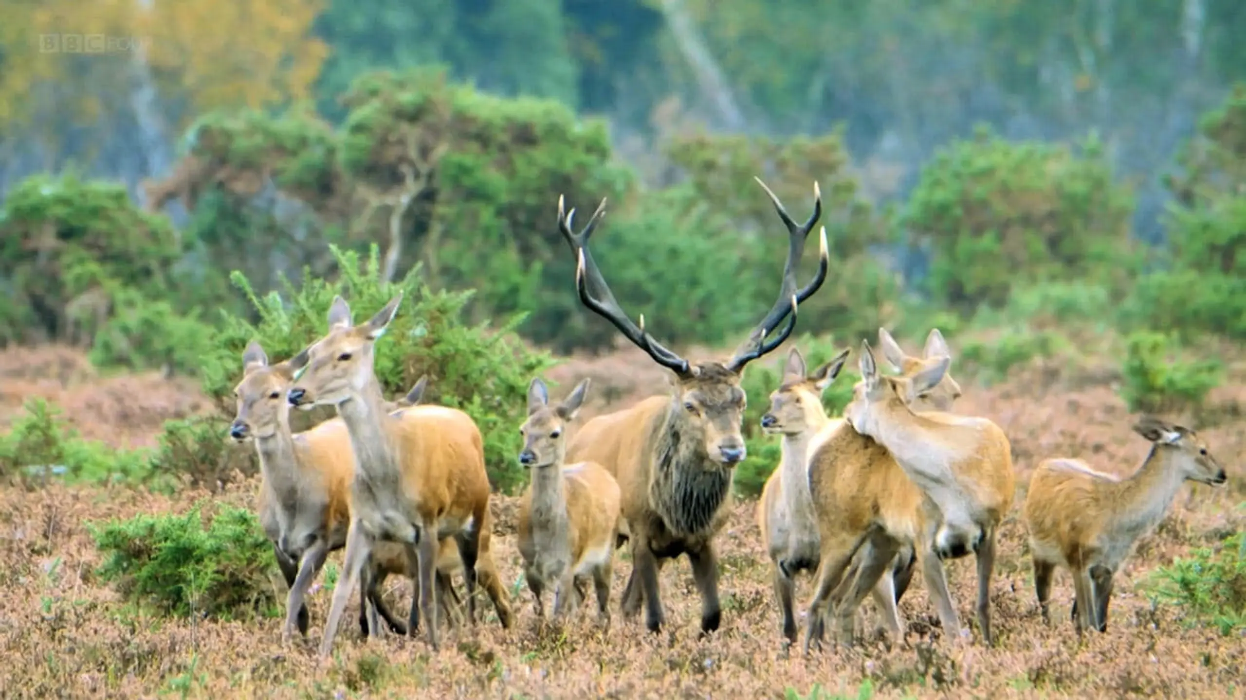 New Forest: A Year in the Wild Wood