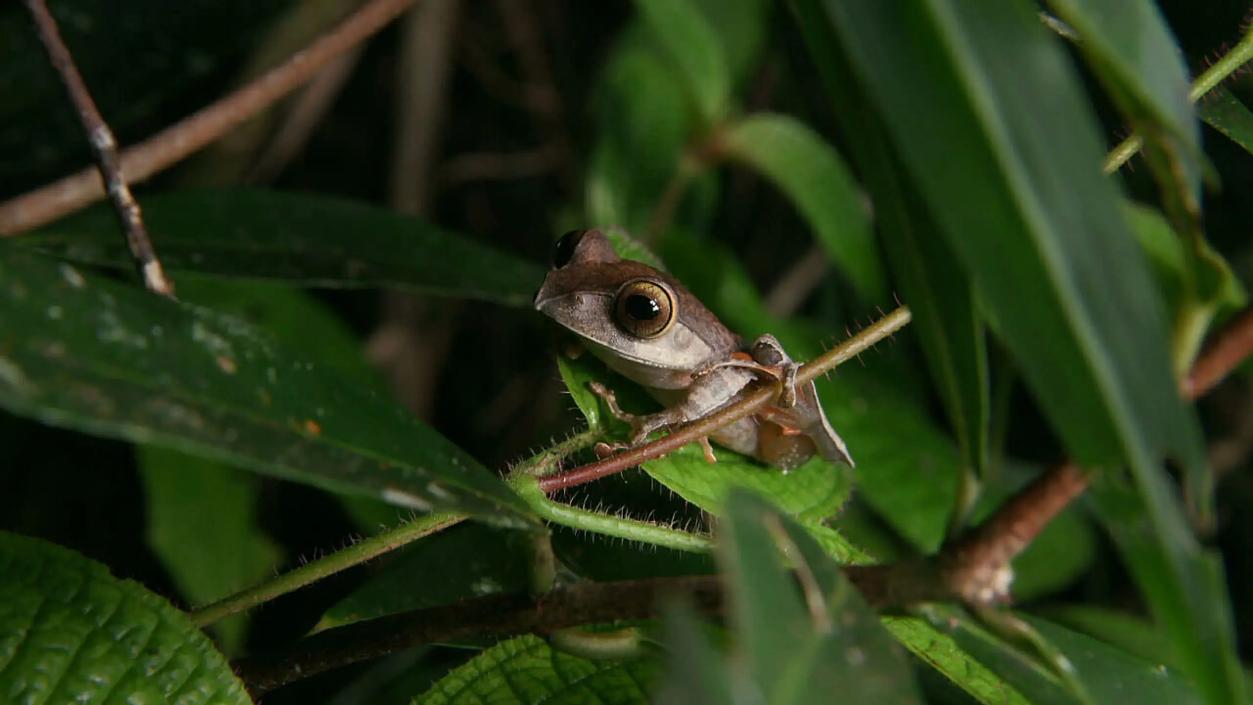 Madagascar: Les Bons Génies de la Forêt