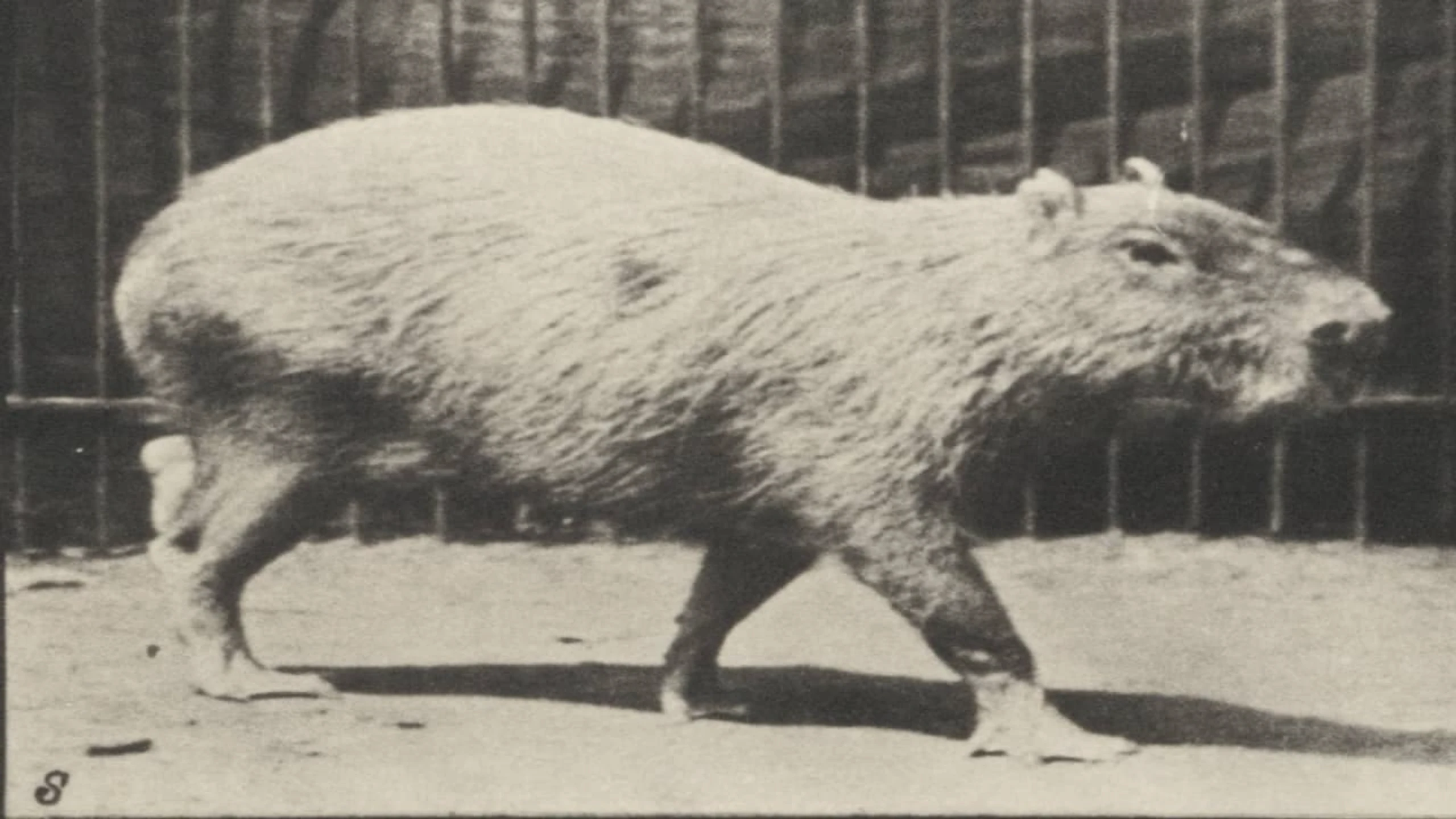 Capybara Walking