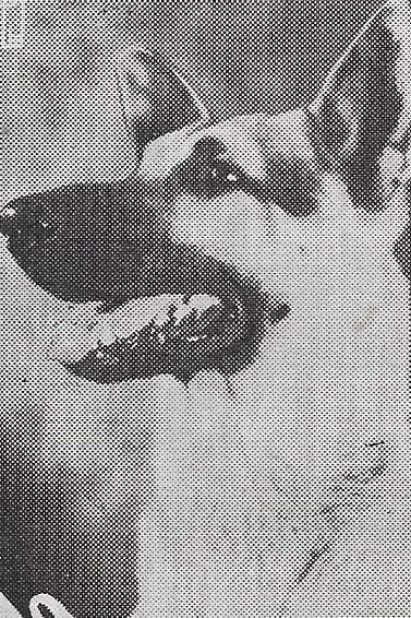 Foto von Rin Tin Tin Jr.