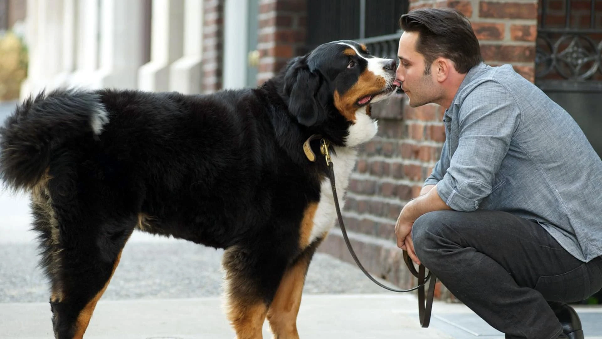 Dogs In The City