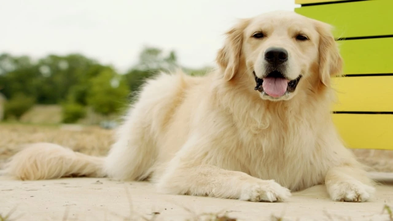 Shadow - Ein Hund zum Verlieben