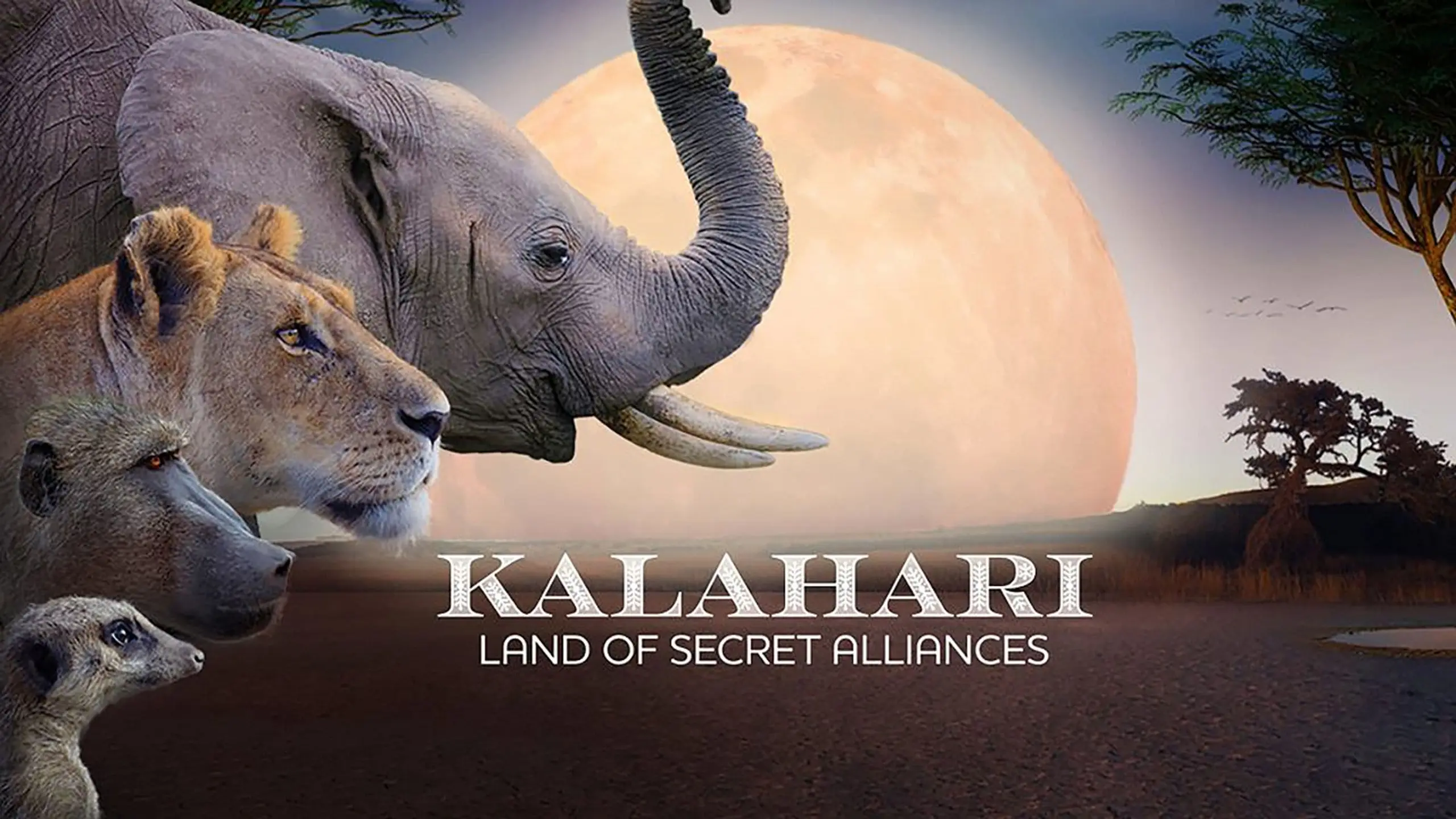 Kalahari: Land of Secret Alliances