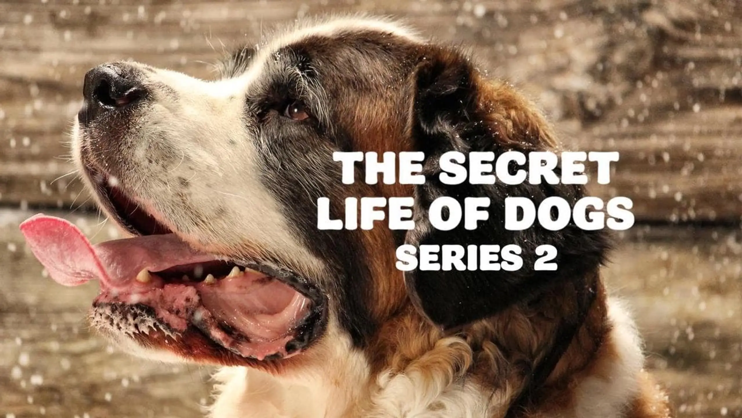 The Secret Life of Dogs