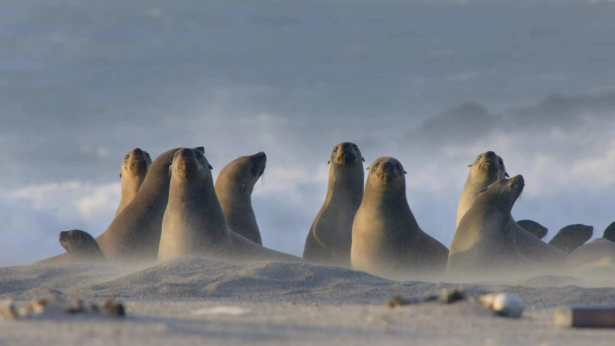 Die Wildnis Afrikas - Vier Jahreszeiten