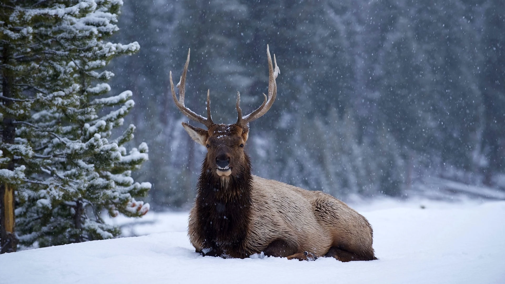 Yellowstone Nationalpark