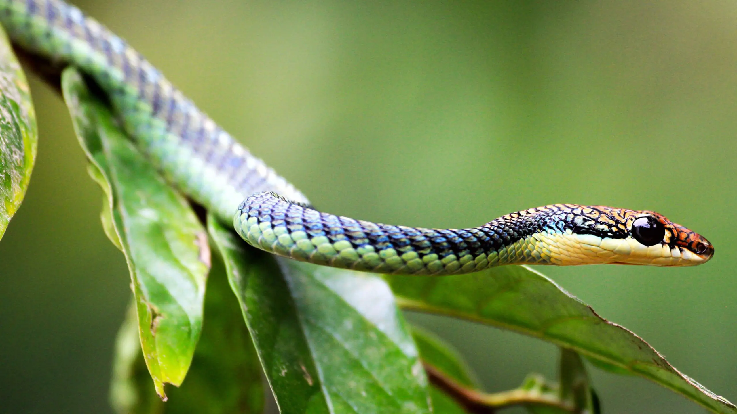 Borneo's Secret Kingdom