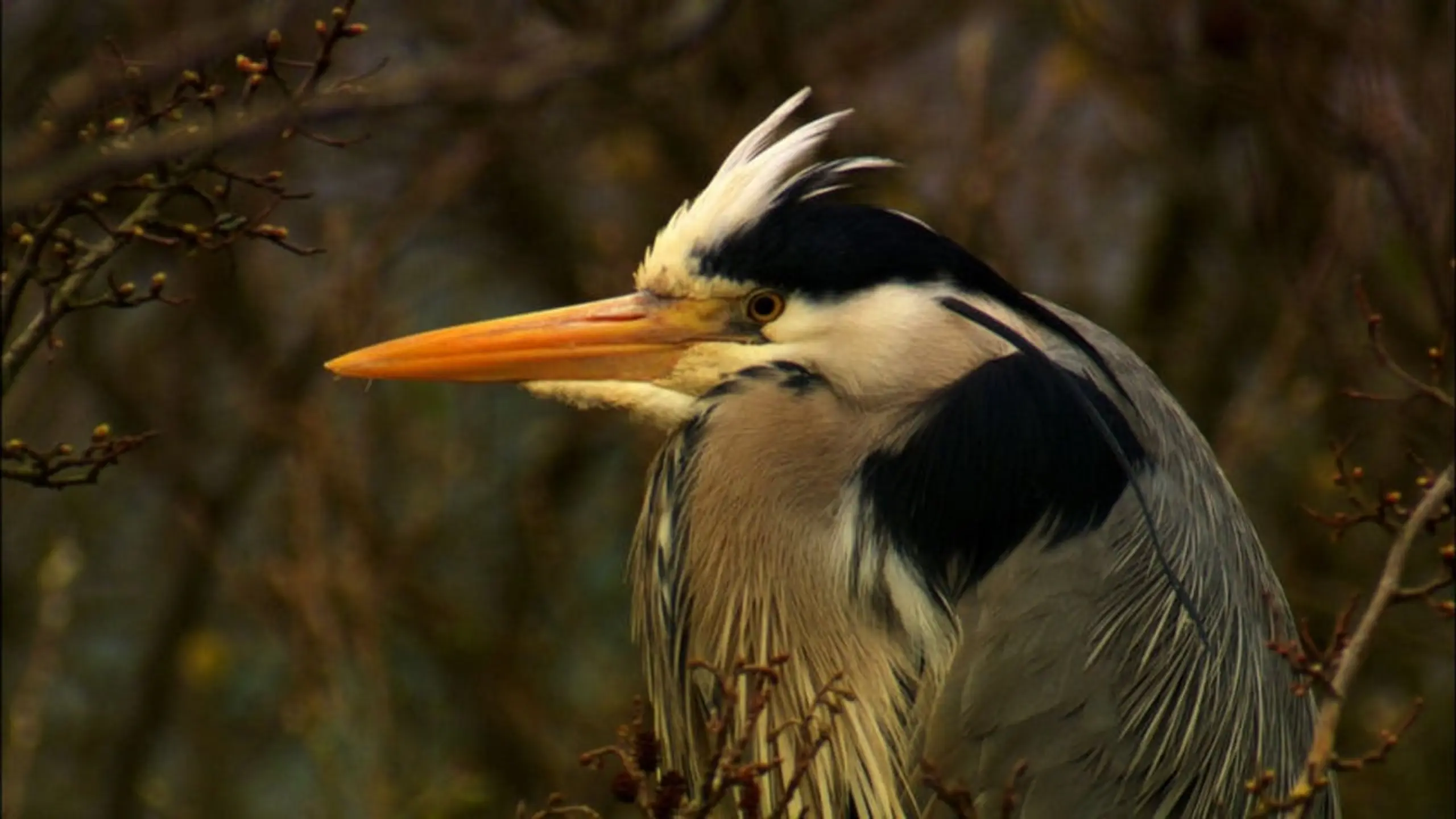 Iolo's Secret Life of Birds