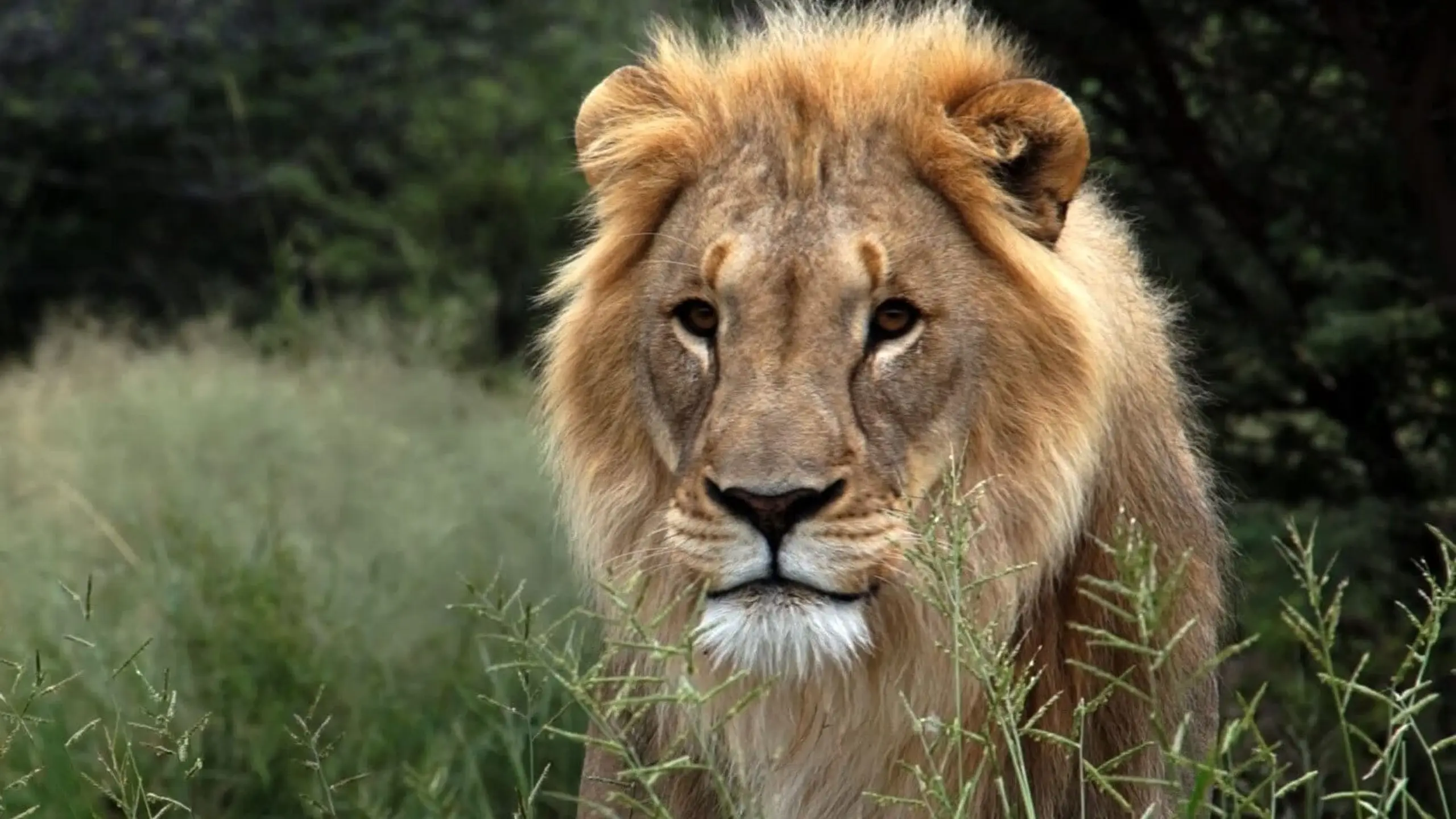 El fin de los grandes felinos