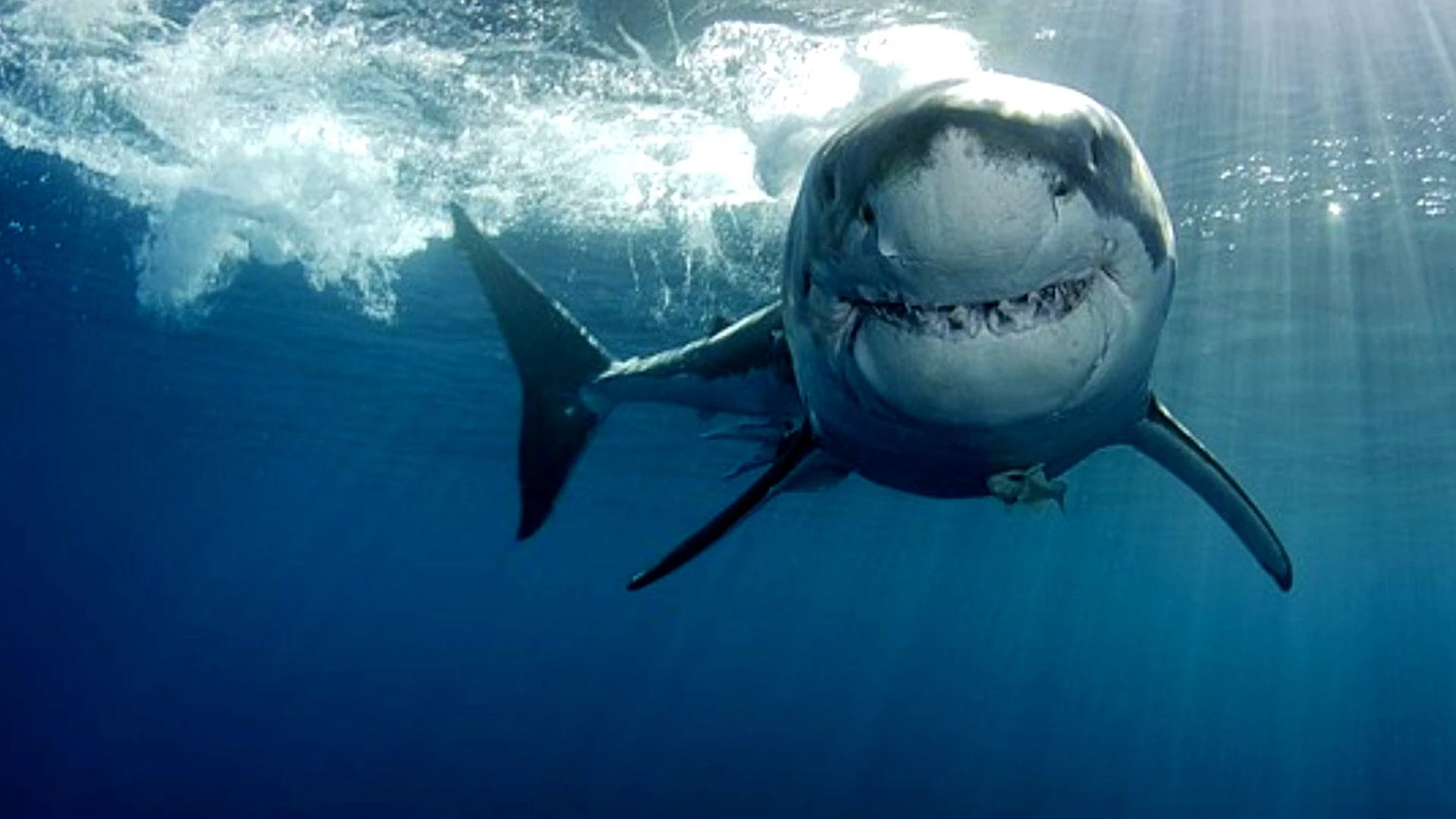 Shark Commando