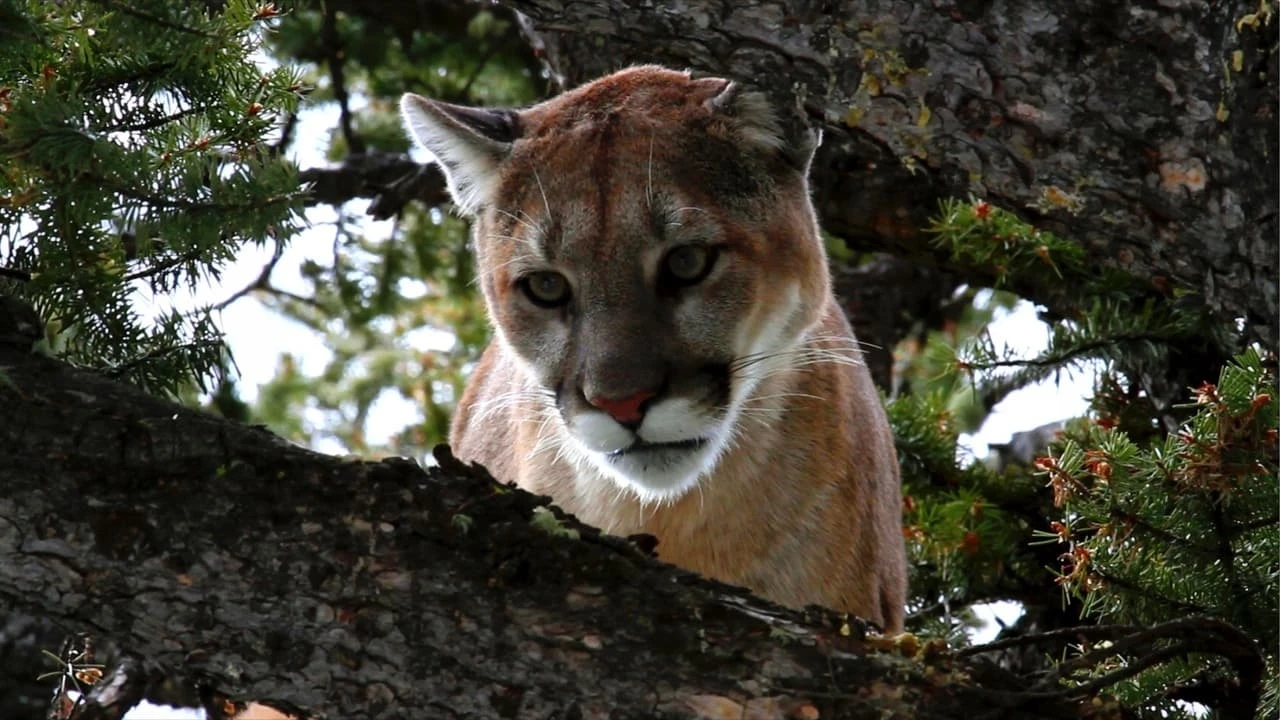 Les pumas, furtifs félins du Montana