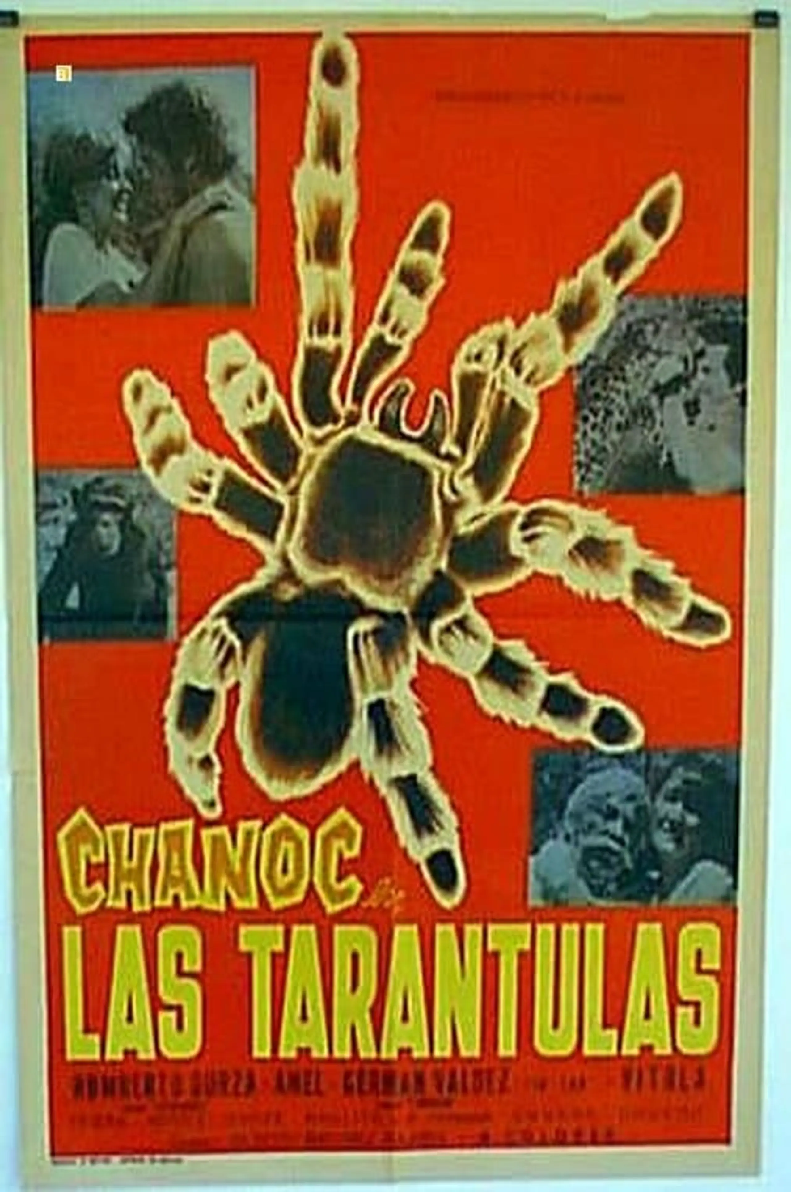 Las tarántulas