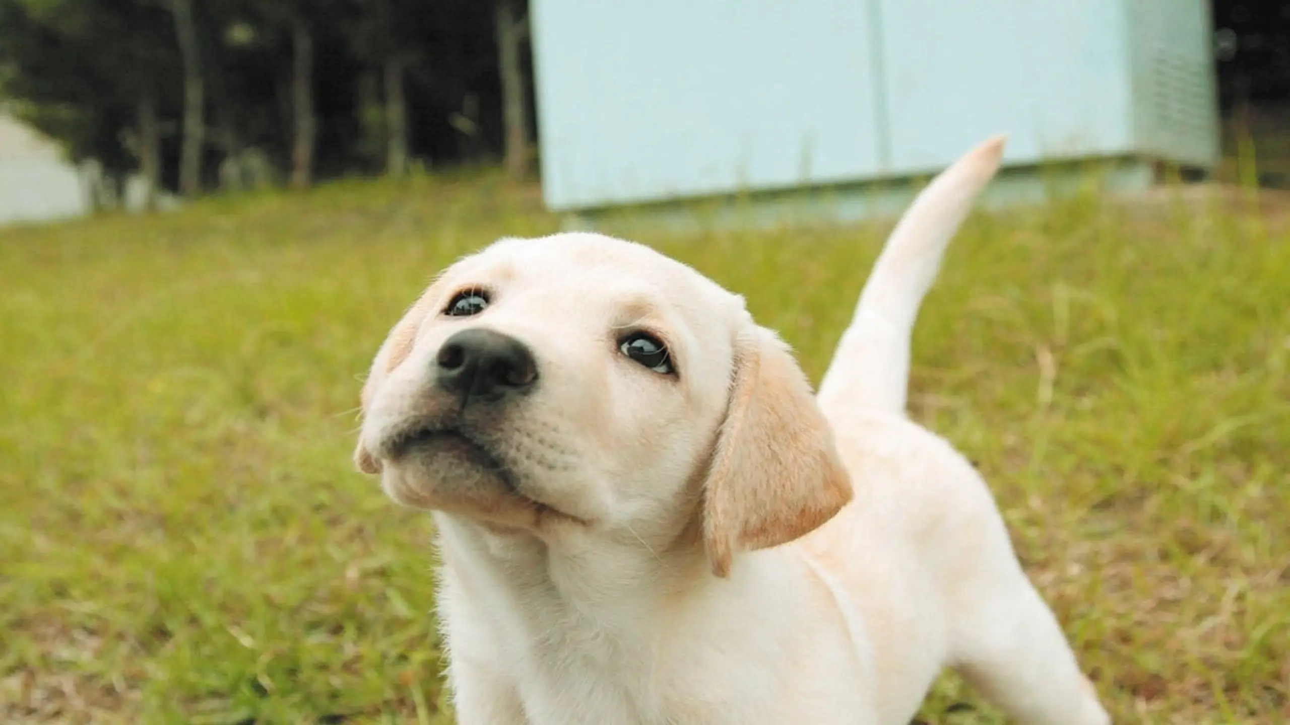 Krümels Traum - Ich will Polizeihund werden!