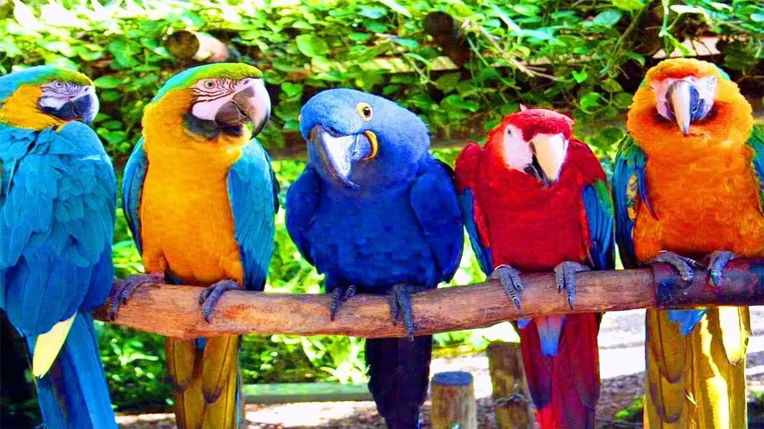 Australia: Land of Parrots