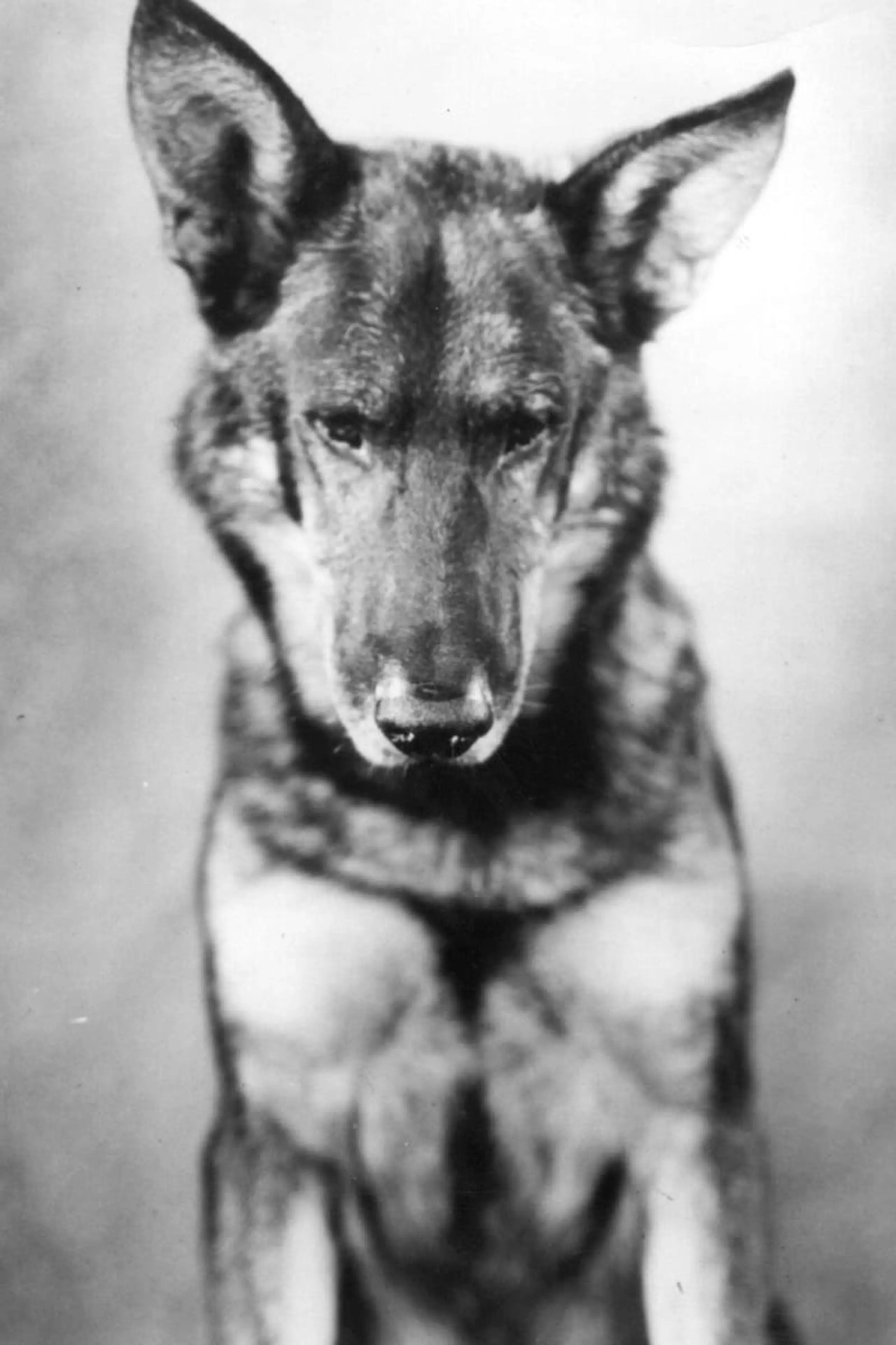 Foto von Rin-Tin-Tin