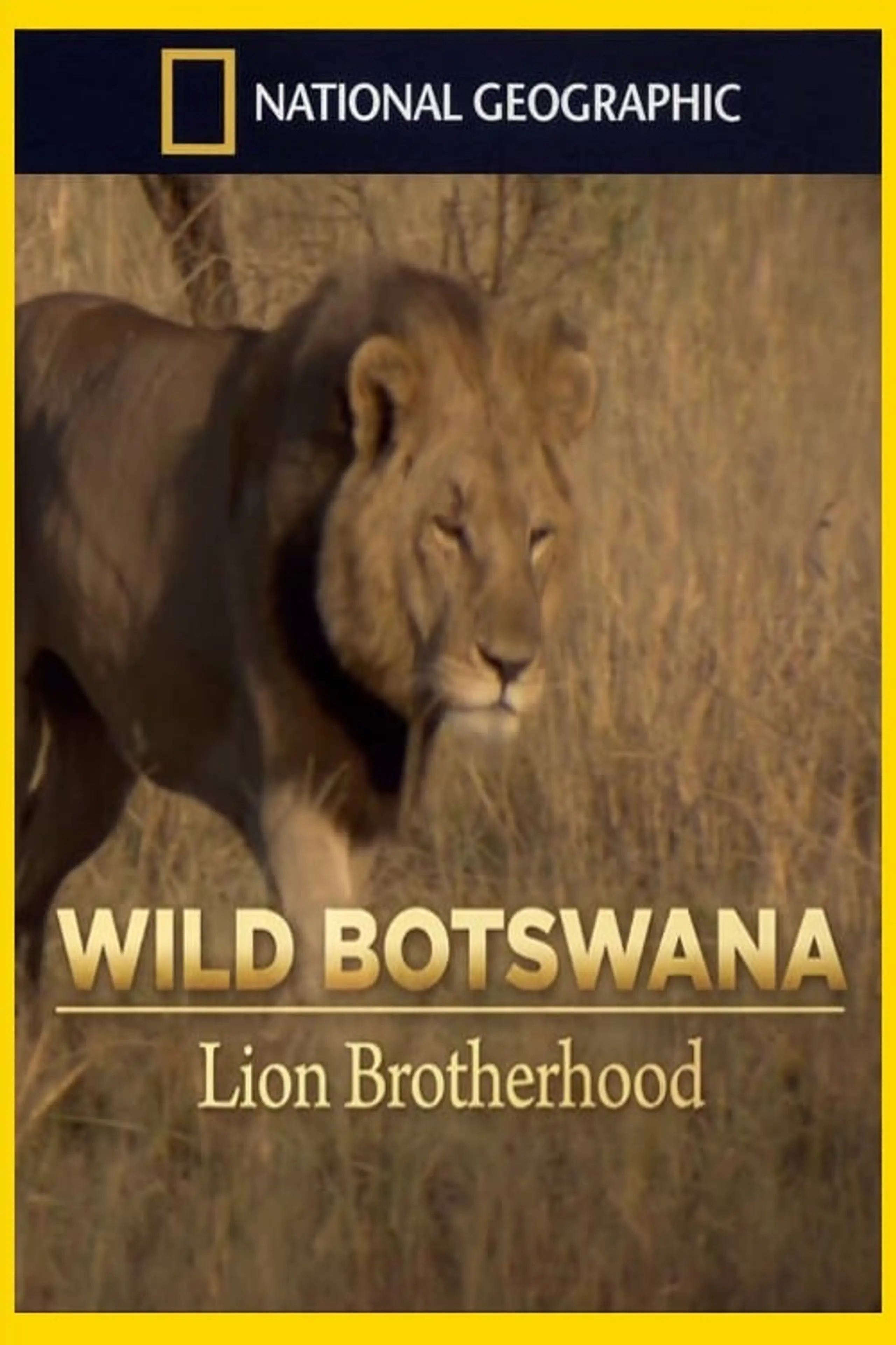 Wild Botswana: Lion Brotherhood