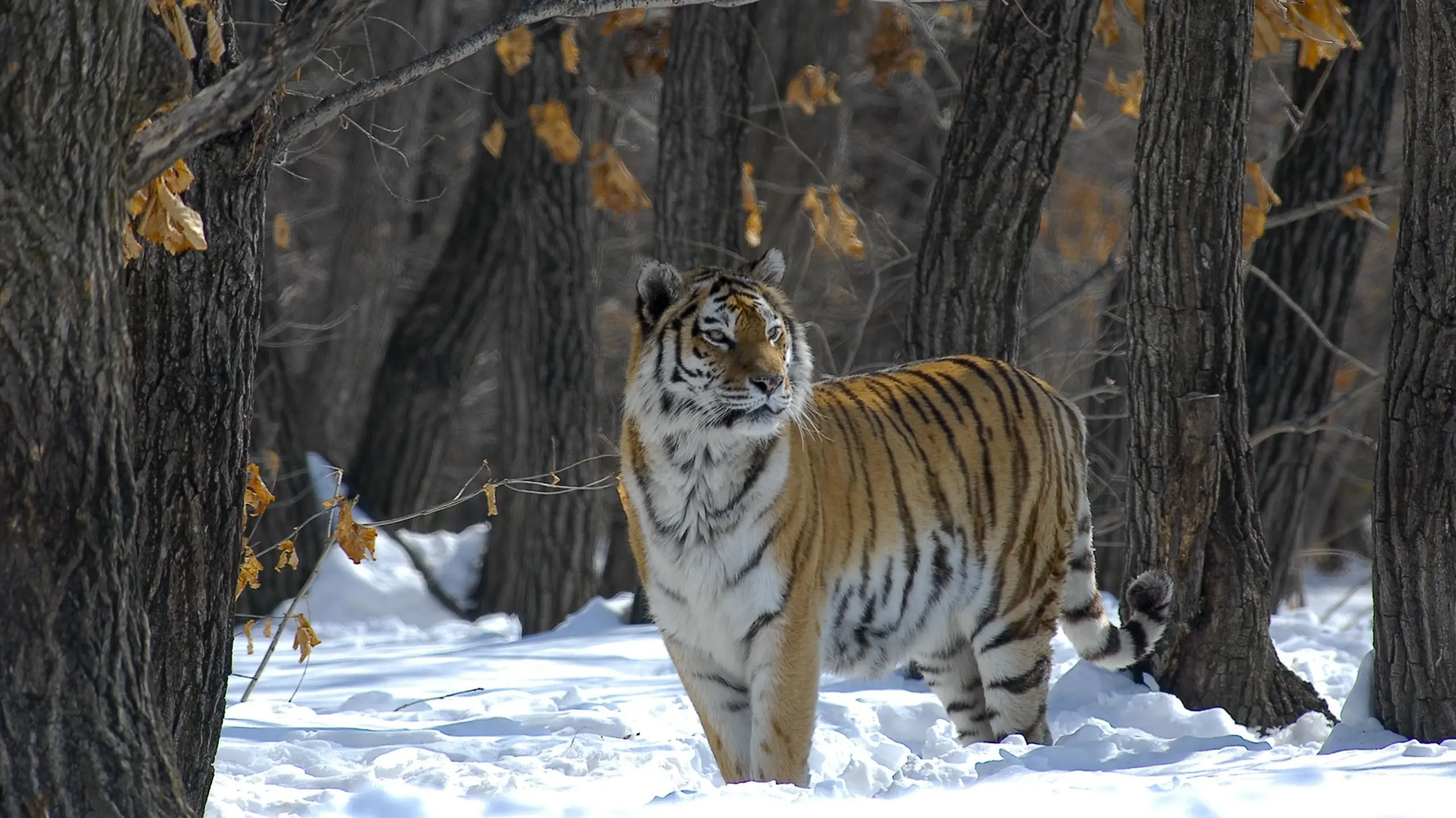 Russland - Im Reich der Tiger, Bären und Vulkane