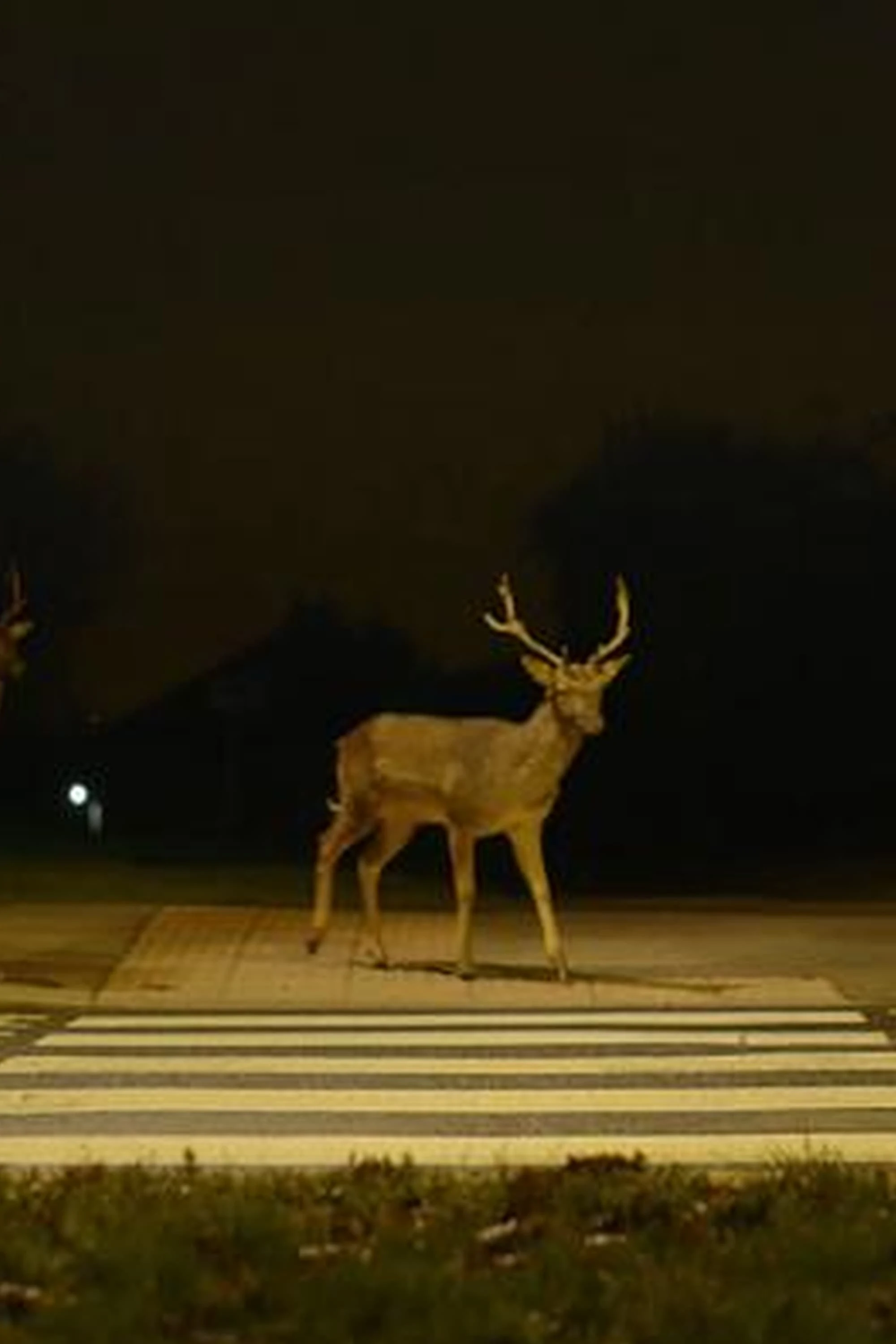 Urban Deer