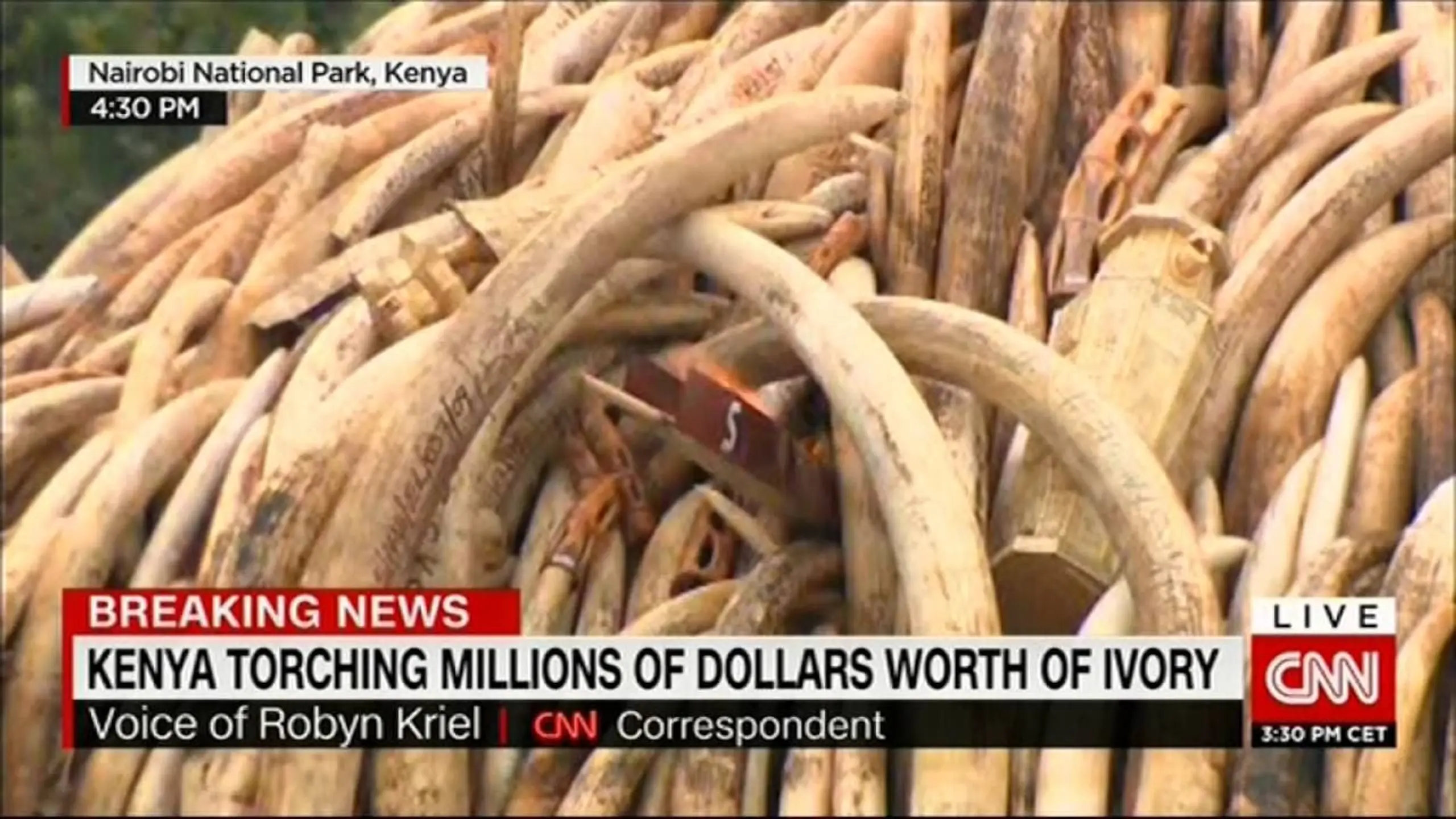 Ivory.  A Crime Story