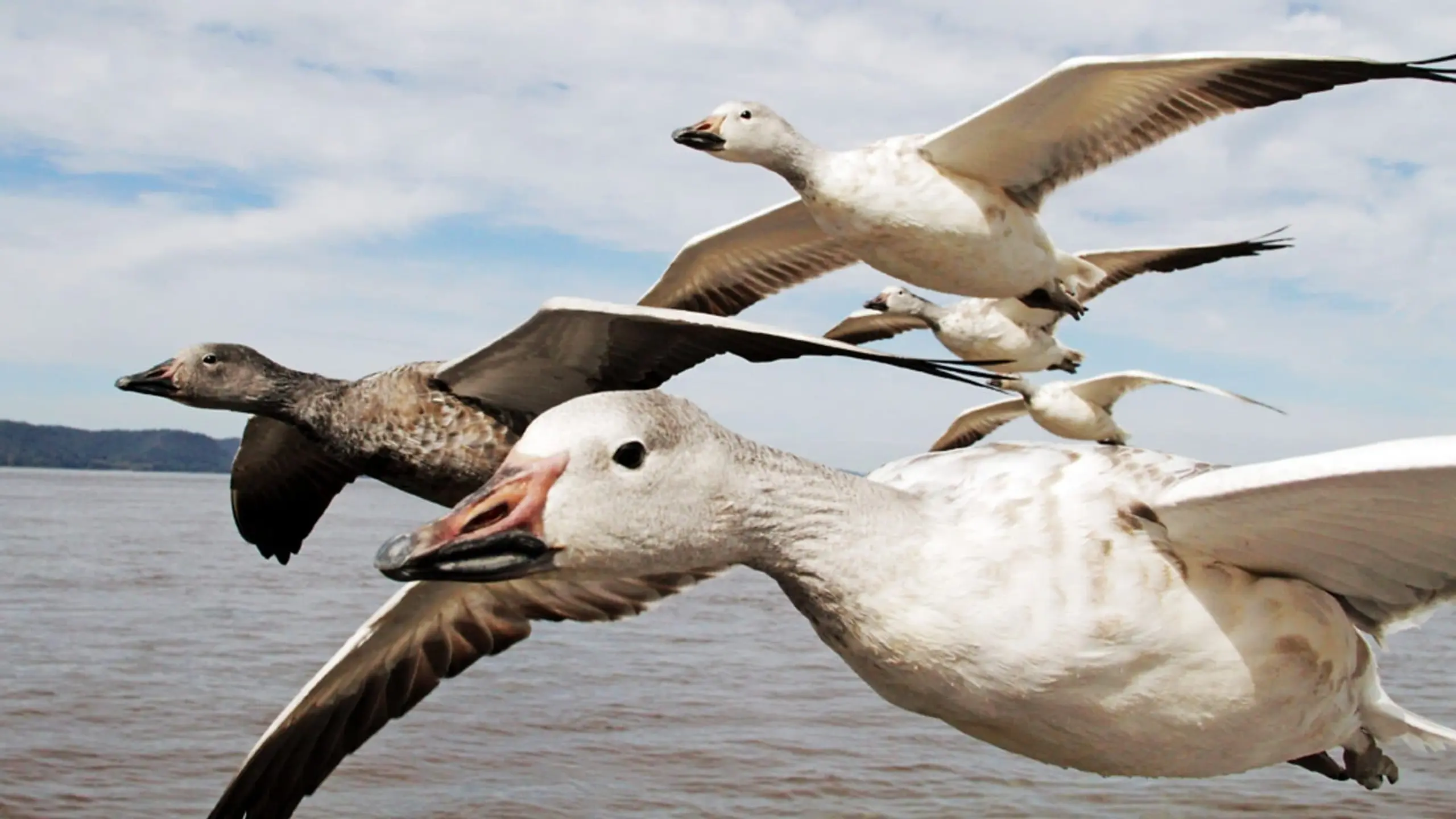 Die fantastische Reise der Vögel