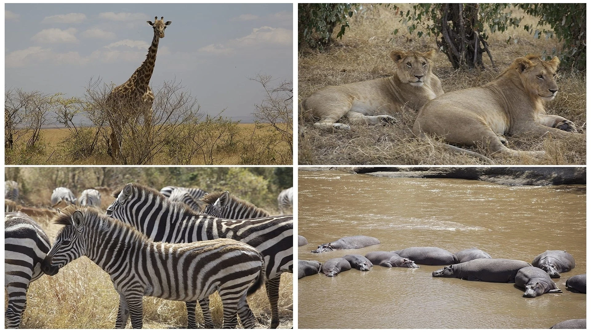Abenteuer Afrika 3D