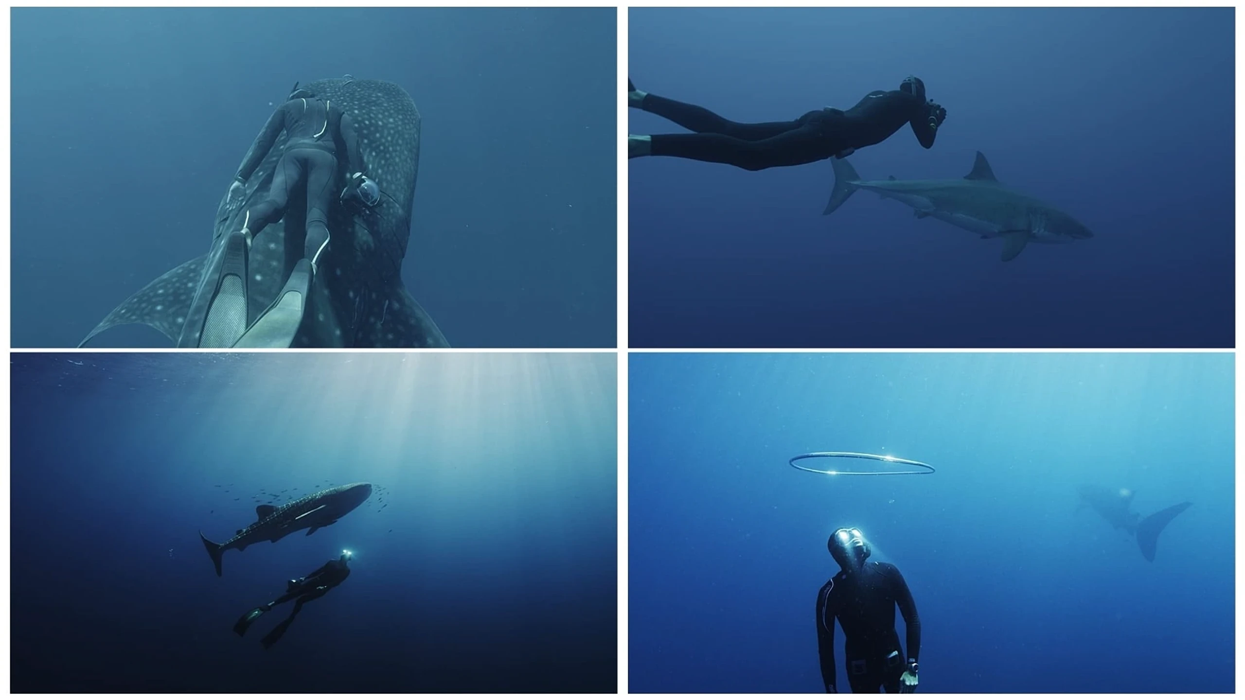 Under the Sea 3D: Lautlos unter Giganten