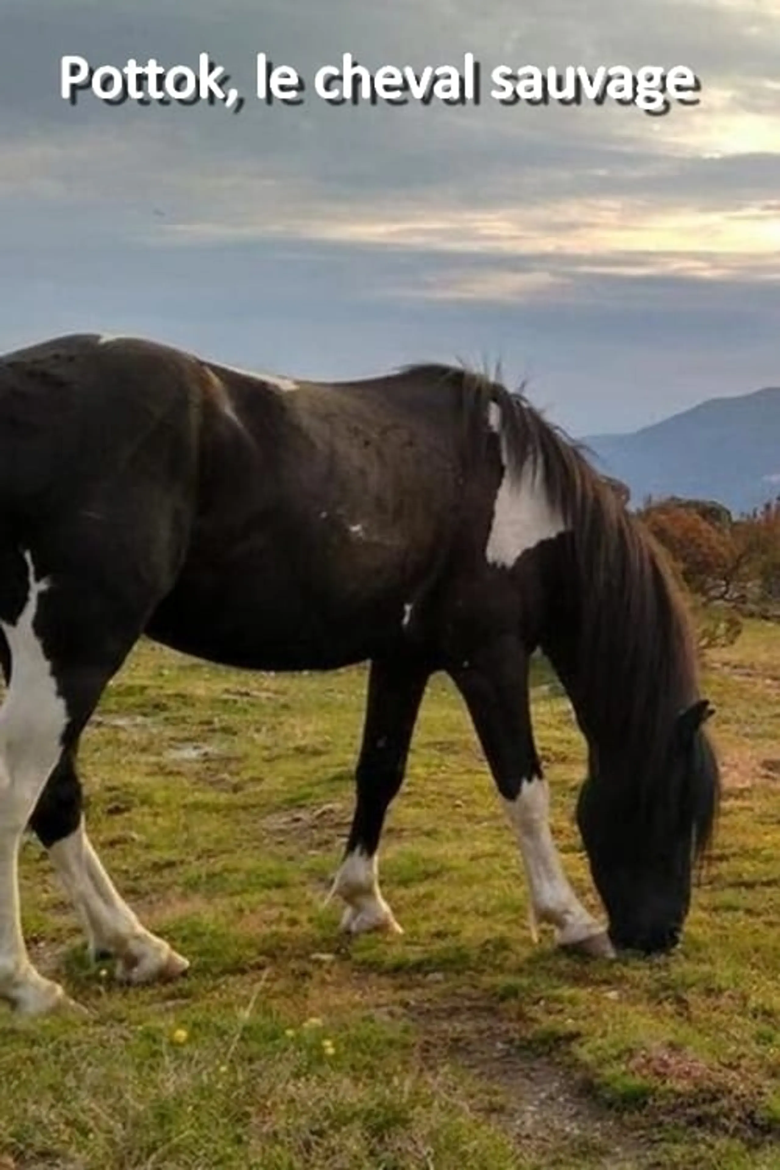 Pottok, le cheval sauvage