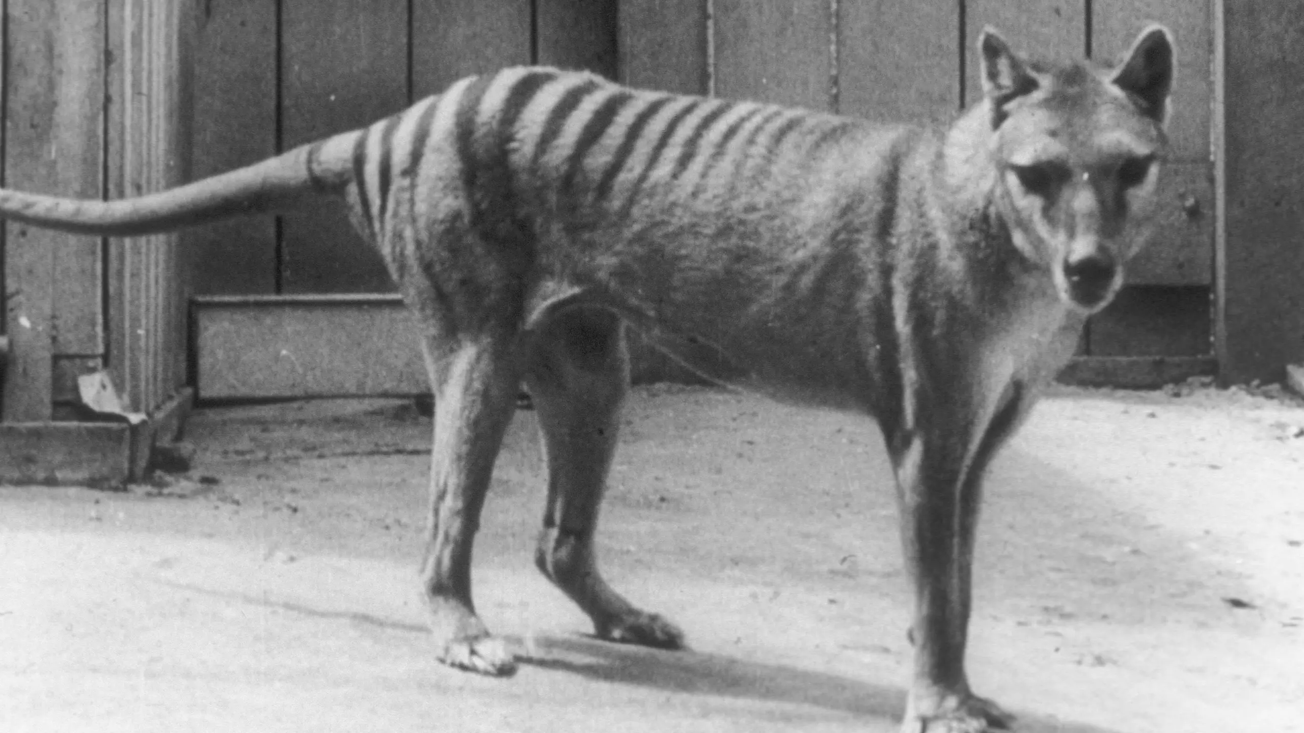 Extinct or Alive: The Tasmanian Tiger