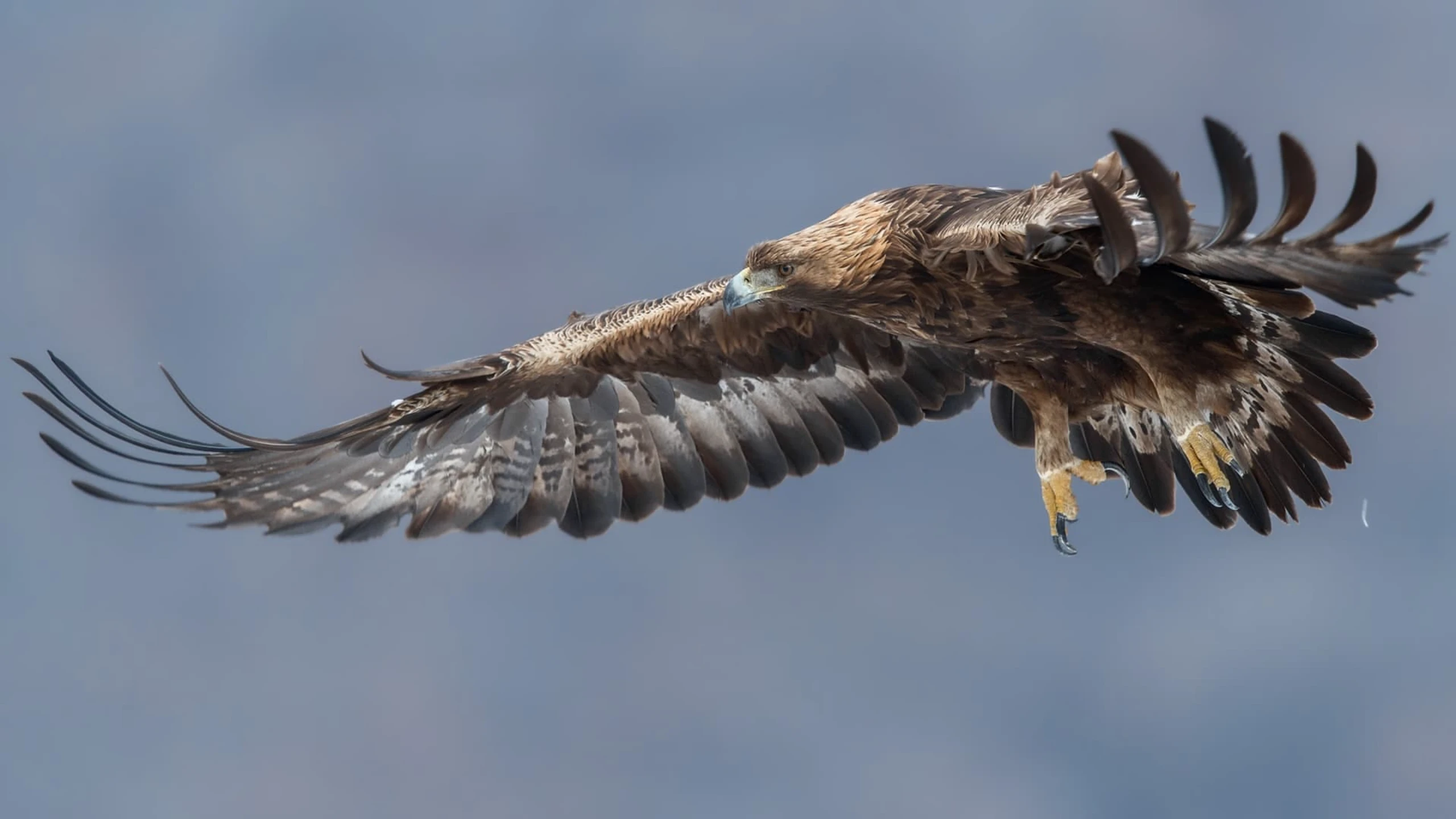 Steinadler - König der Berge