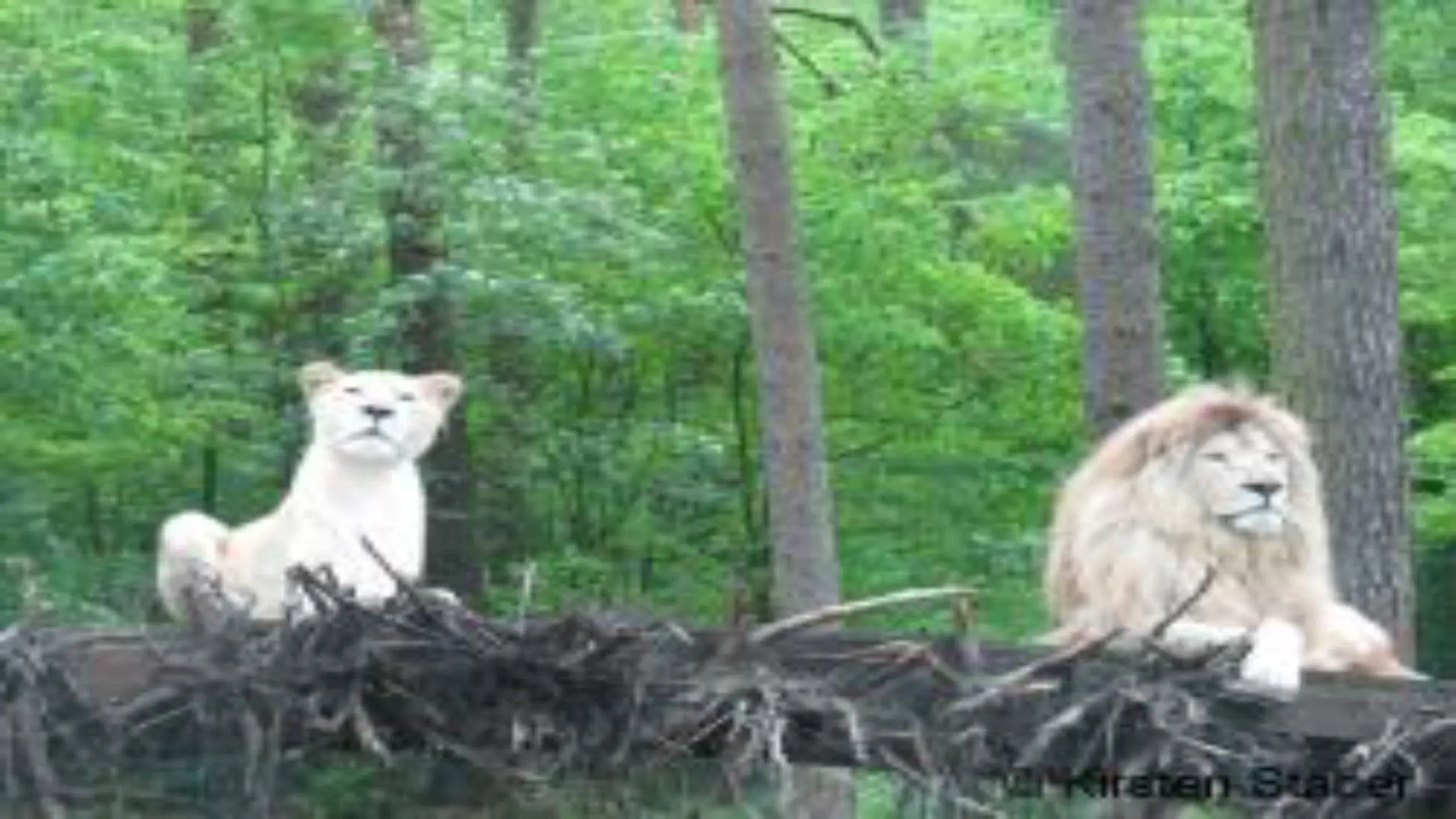 Die Weißen Löwen von Timbavati