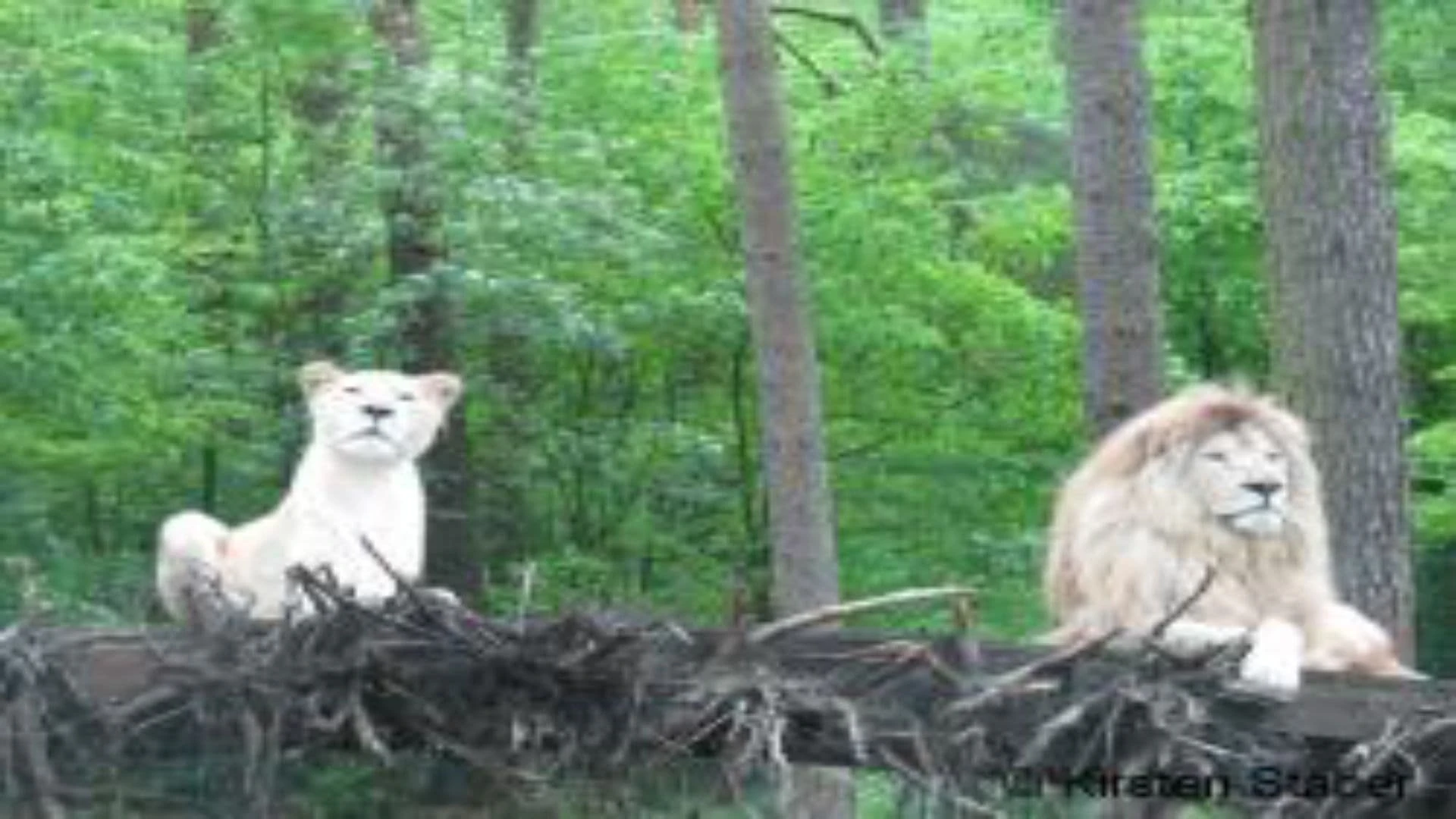 Die Weißen Löwen von Timbavati