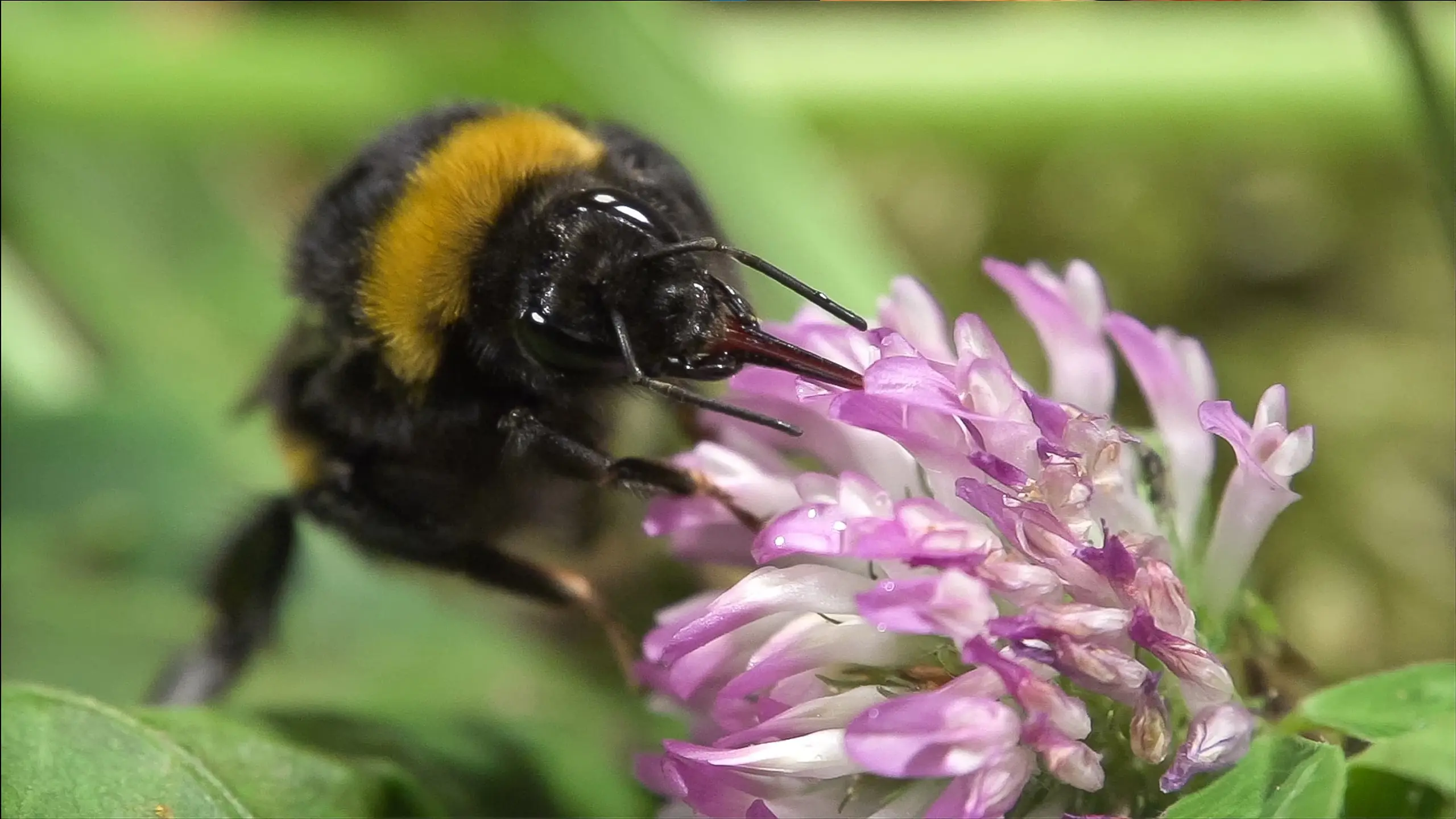 Secrets of Bumblebees