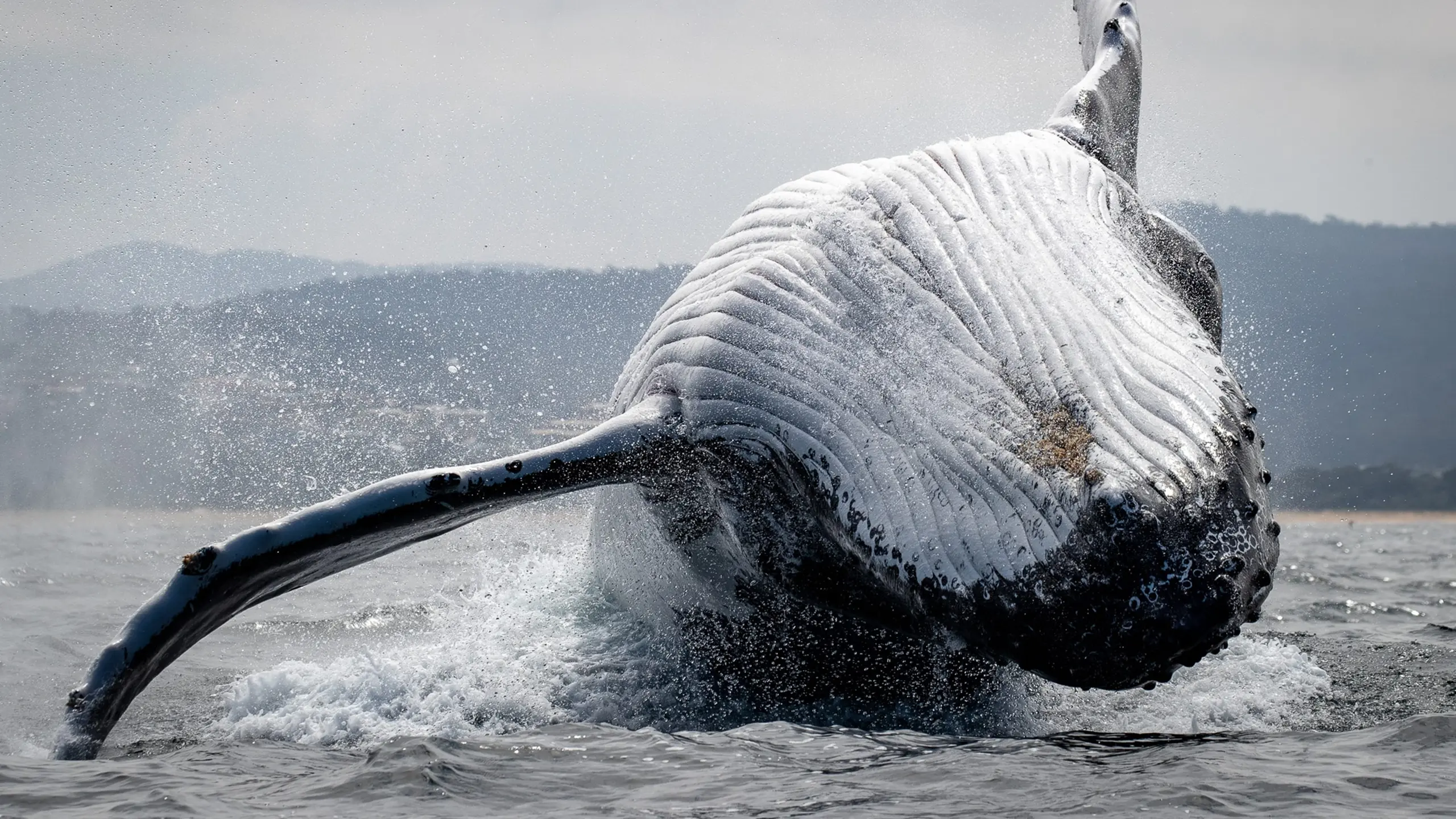 Southern Ocean Live