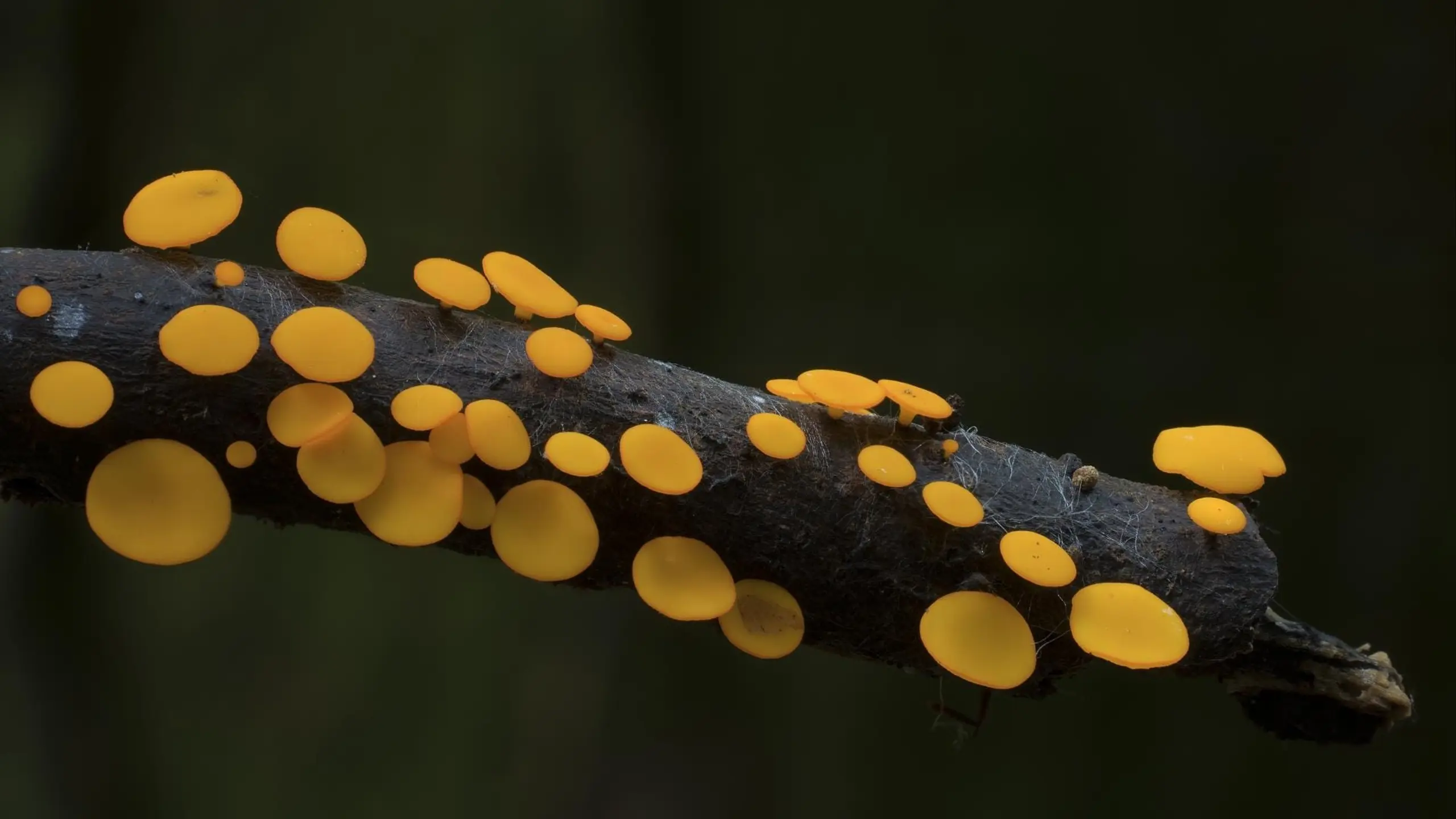 Im Königreich der Pilze