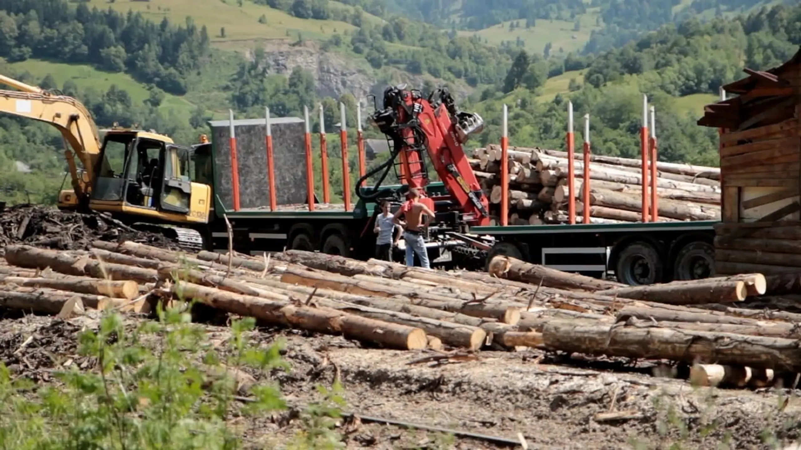 Wood - Der geraubte Wald