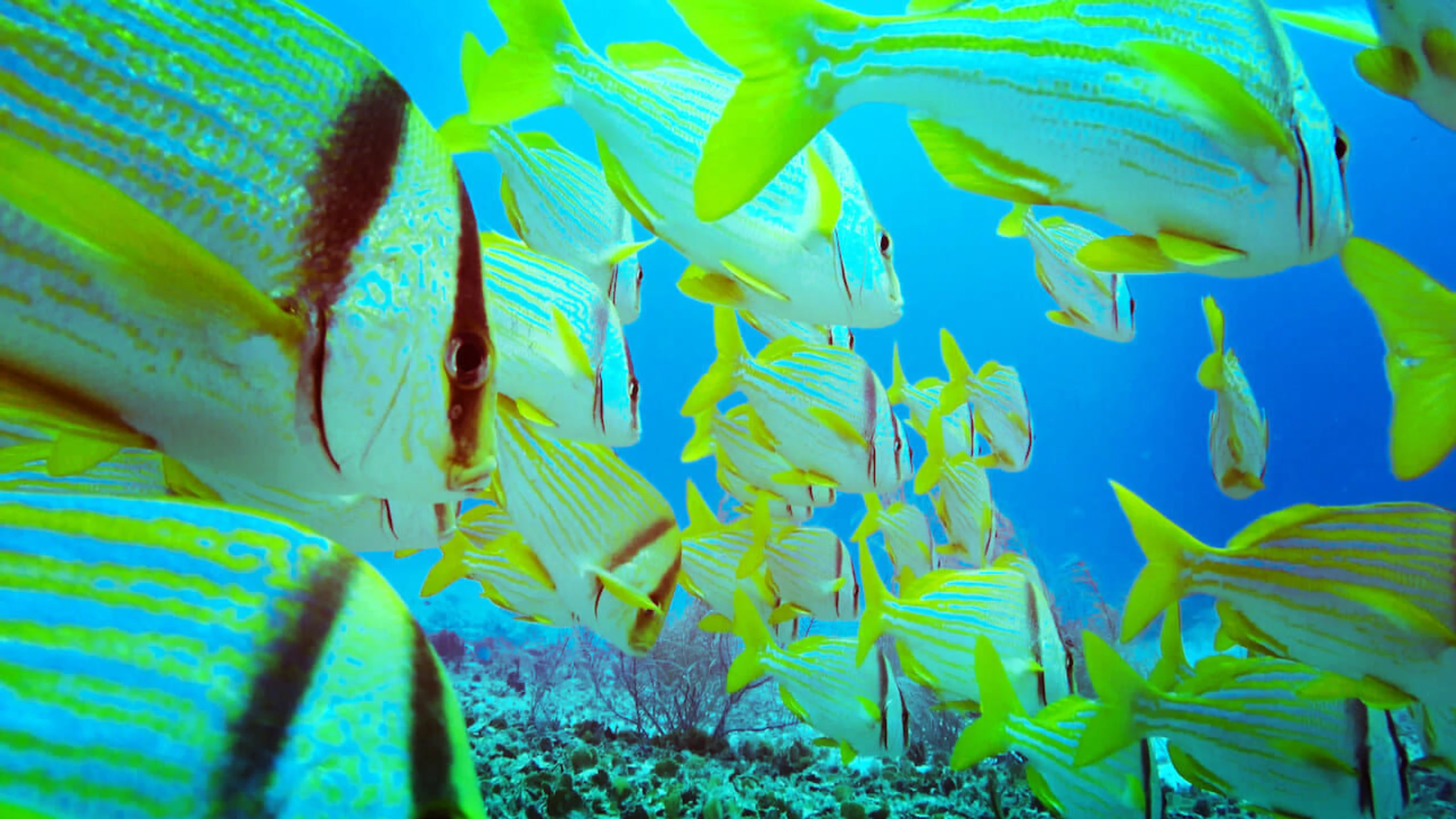 Red Sea 4K