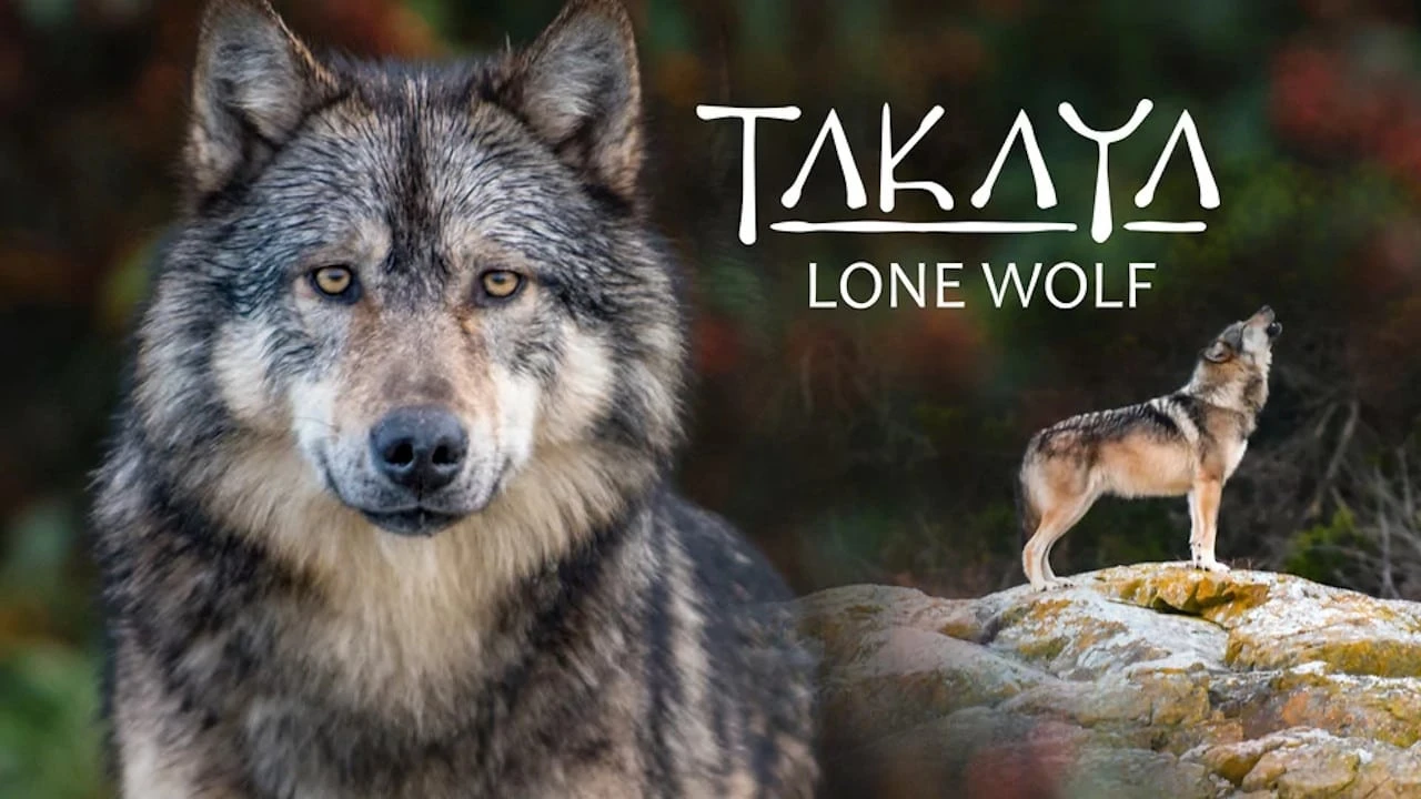 Takaya, der einsame Wolf