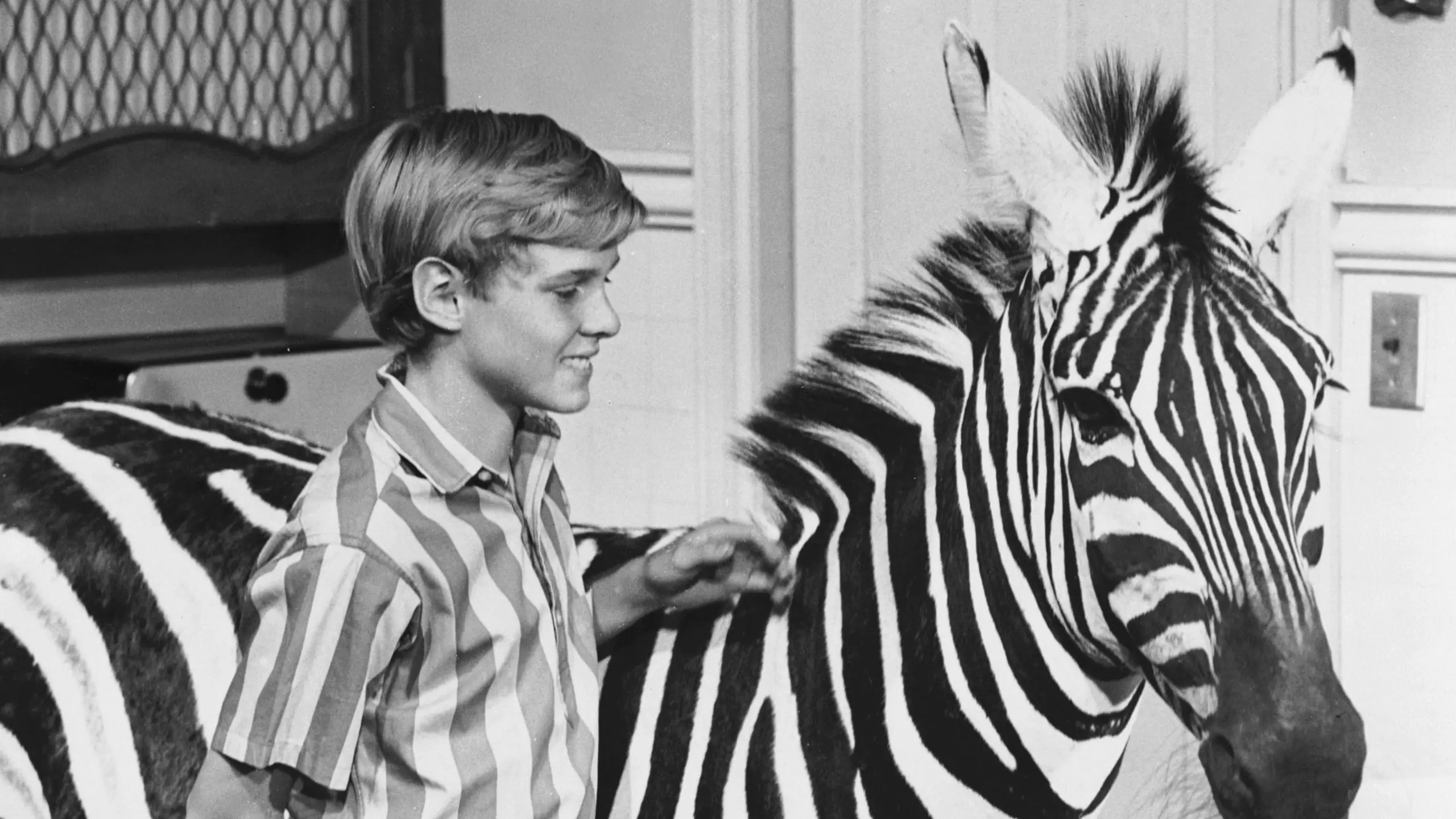 Ein Zebra in der Küche