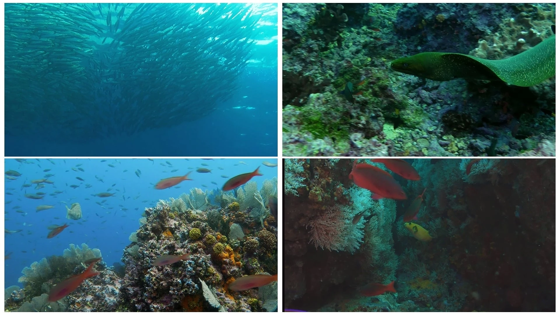 Weltnaturerbe Kolumbien 3D: Malpelo Nationalpark