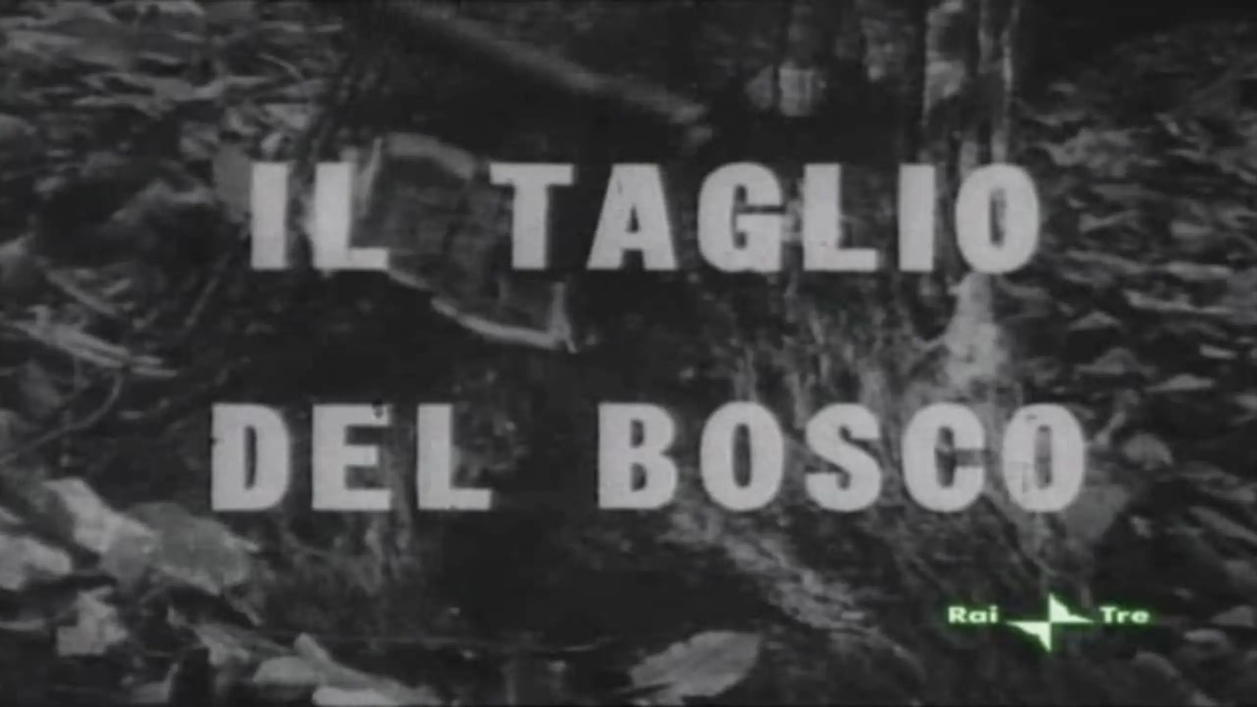 Il taglio del bosco