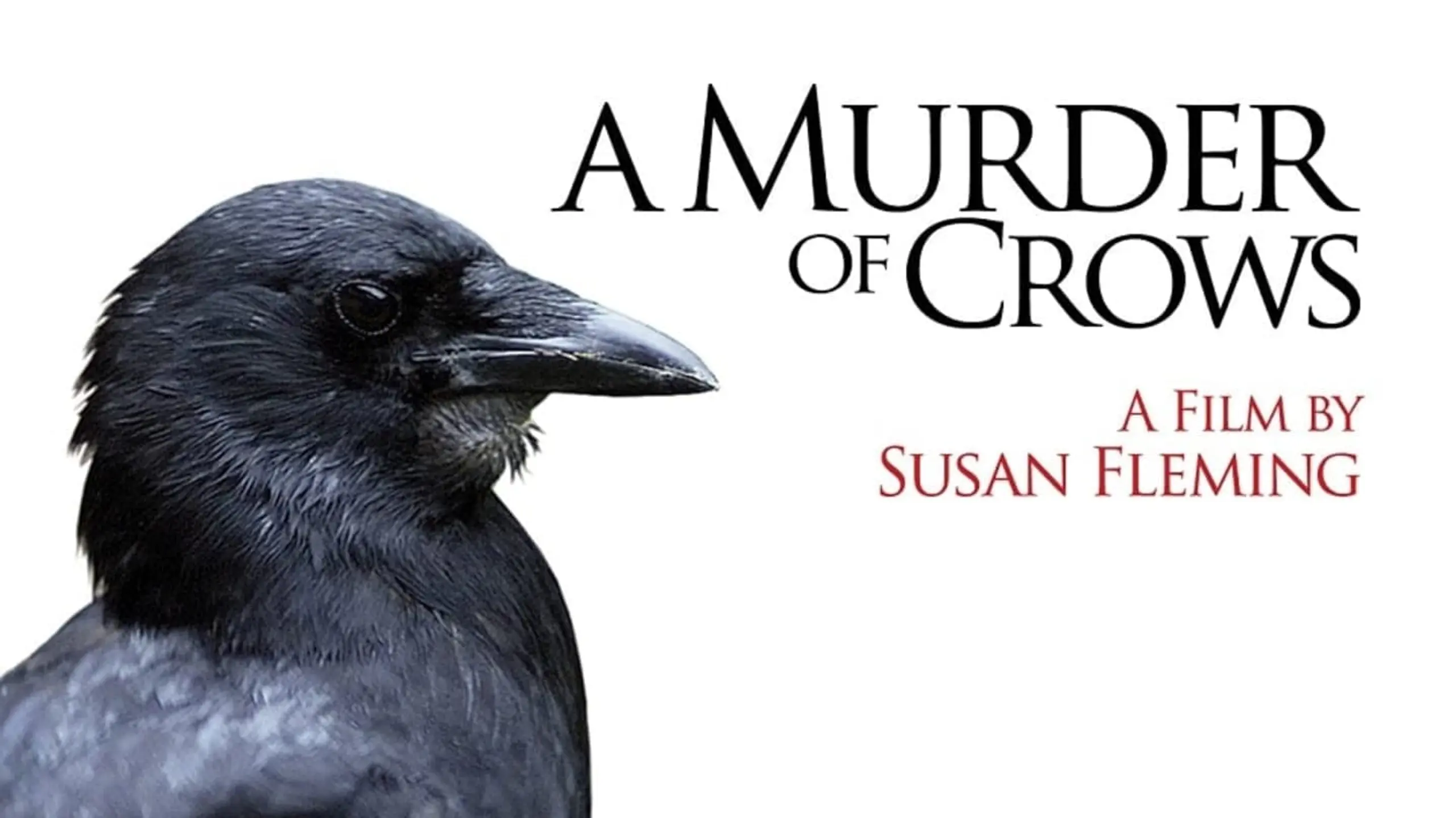 A Murder of Crows